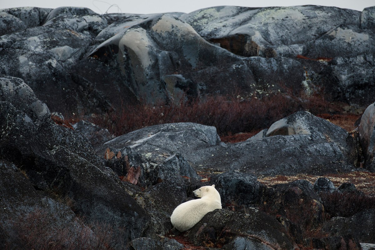 A polar bear nestles among the rocks of Bird Cove on the rugged coastline of Churchill, Manitoba, on Oct.Â 29. The Canadian town, situated in the south of the Arctic, has long billed itself as the polar-bear capital of the world. But warming temperatures have brought a sharp decline in bear numbers; without them, Carlene Spence, a cook at the Lazy Bear Lodge, told the New York Times, âWe donât make money.â