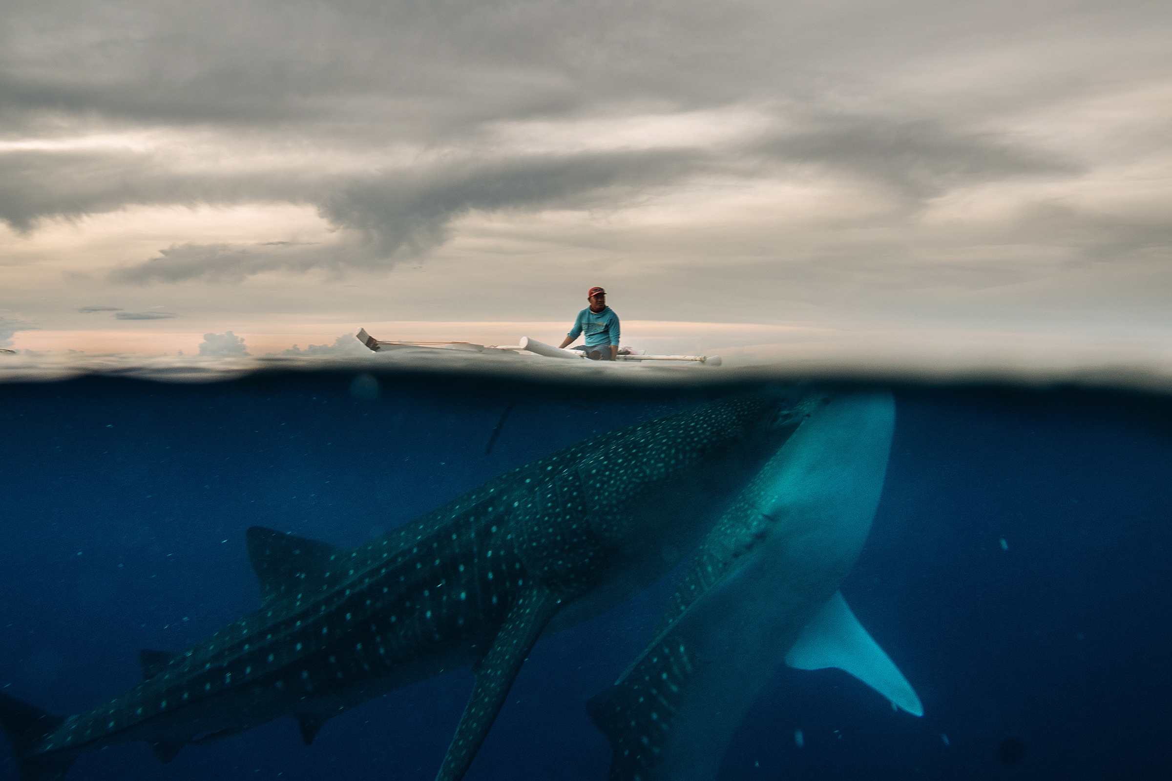 A fisherman feeds whale sharks in the waters around Tan-Awan, a small town in Cebu Province in the Philippines, in September 2021. The chance to swim with the world's biggest fish drew tourists to a Philippines town, but conservation groups denounce the hand-feeding that keeps the gentle creatures around.