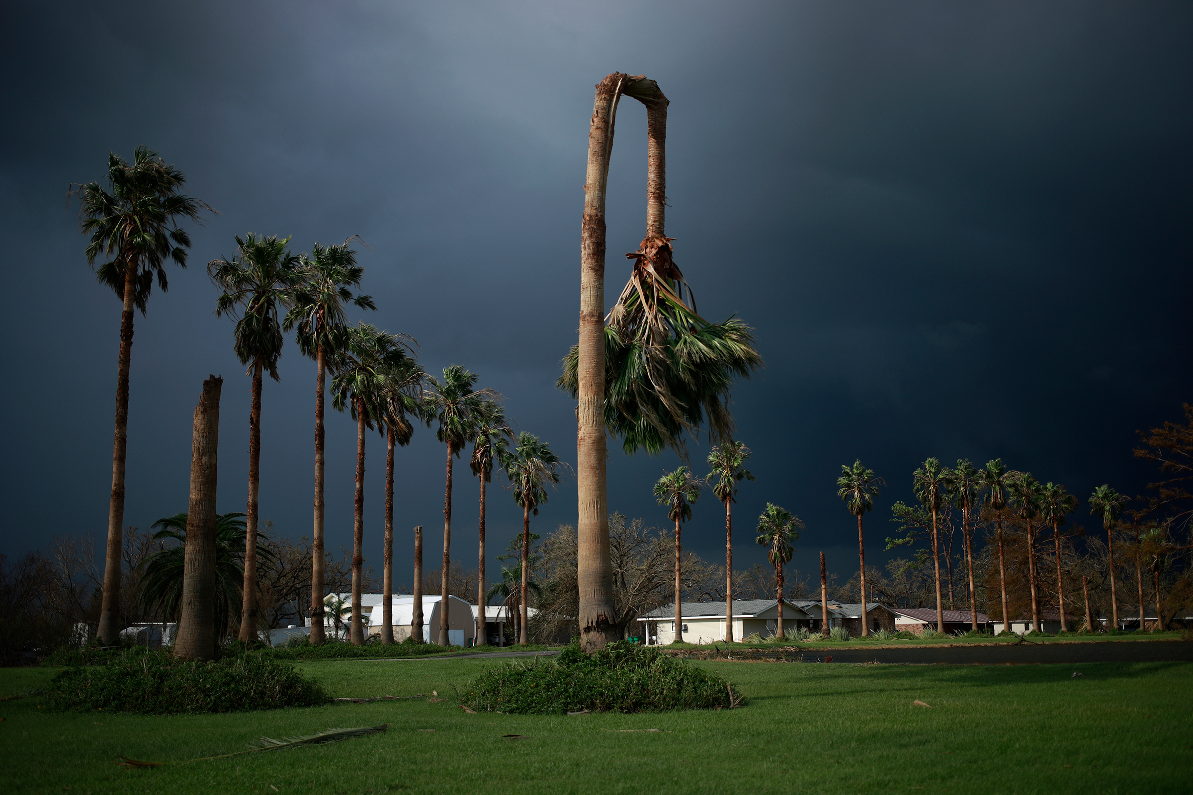 A palm tree damaged by Hurricane Ida in Galliano, La, on Aug. 31. More than a million customers in New Orleans and beyond faced an immediate future without electricity during the summer heat after Ida, one of the most powerful hurricanes to ever make landfall in Louisiana, devastated the power infrastructure.