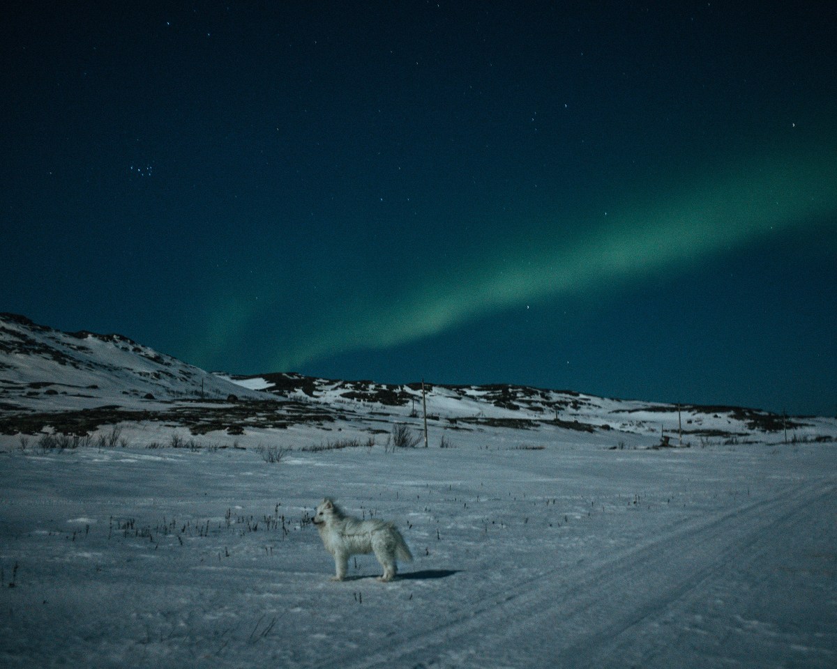 In Teriberka, Russia, in April, a dog emerged from the dark and stood still for a few seconds under the northern lights before disappearing back into the tundra.