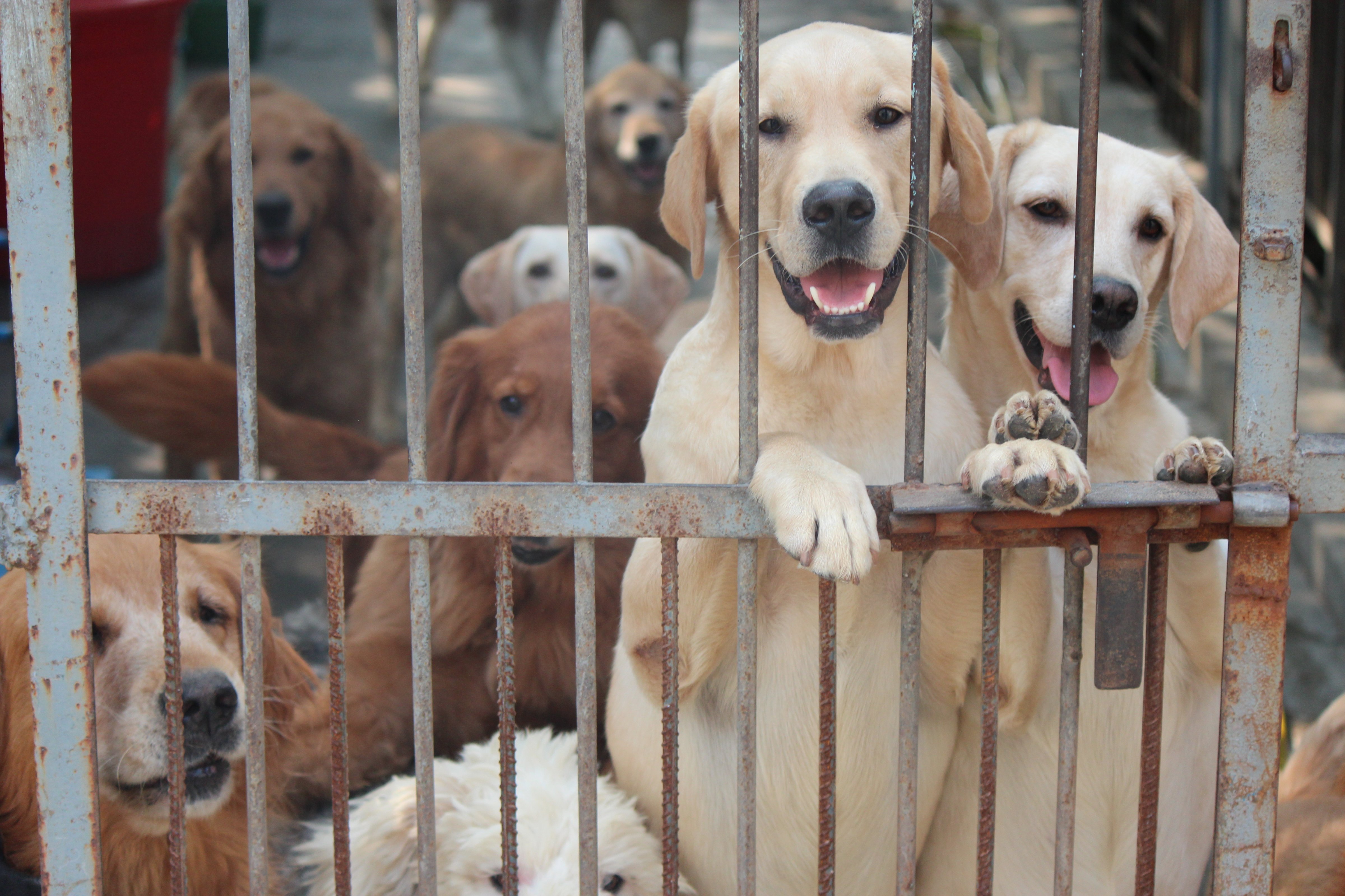 Dogs being cared for by No Dogs Left Behind in China, where the animal rescue group says 112 dogs  have had their U.S. adoptions held up by new CDC rules. (Courtesy No Dogs Left Behind)