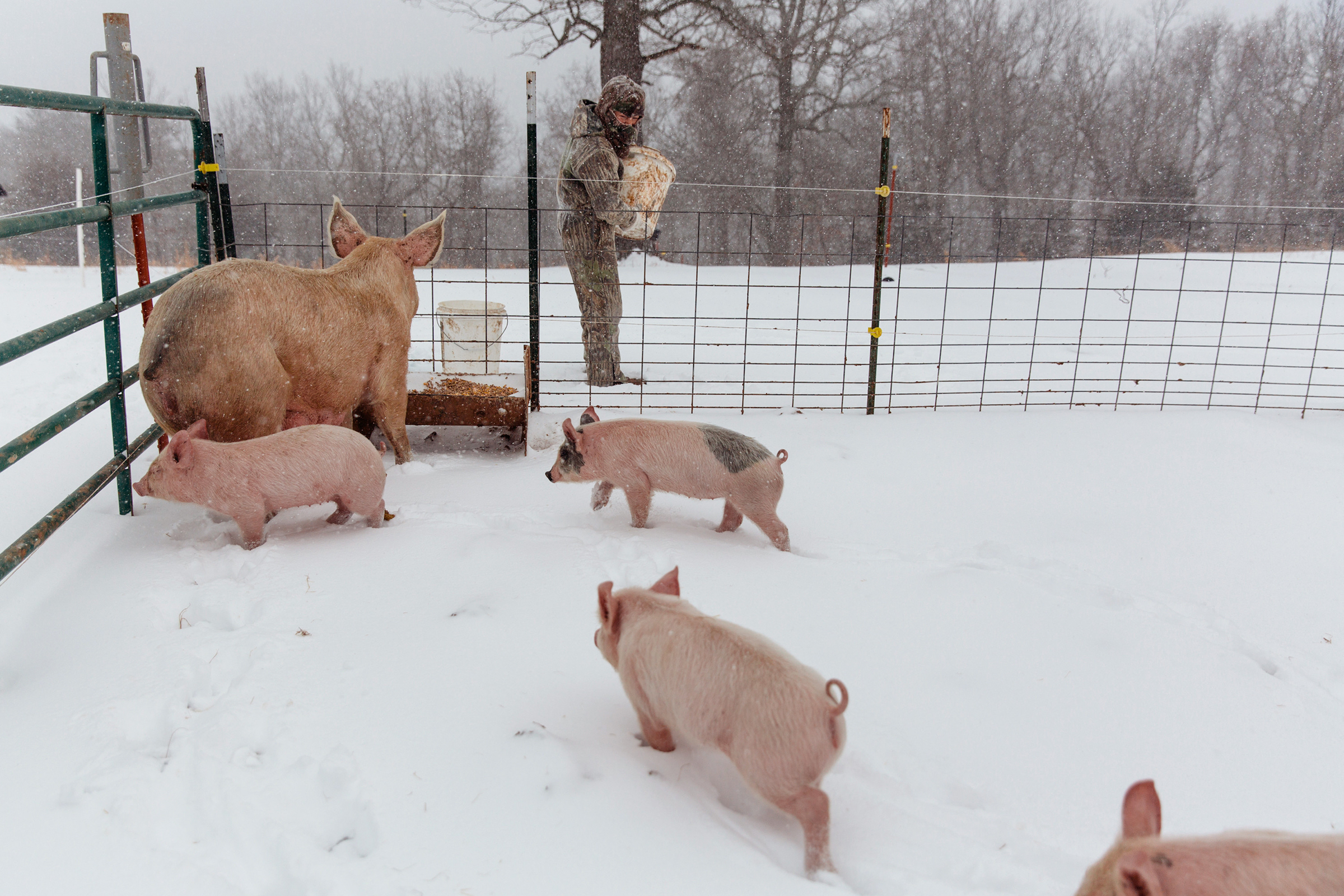 A boy feeds his pigs in St. Joe, Ark., on Feb. 15. An unusually wide band of frigid air over the center of the country spread dangerous ice and snow in many areas that rarely see such weather.