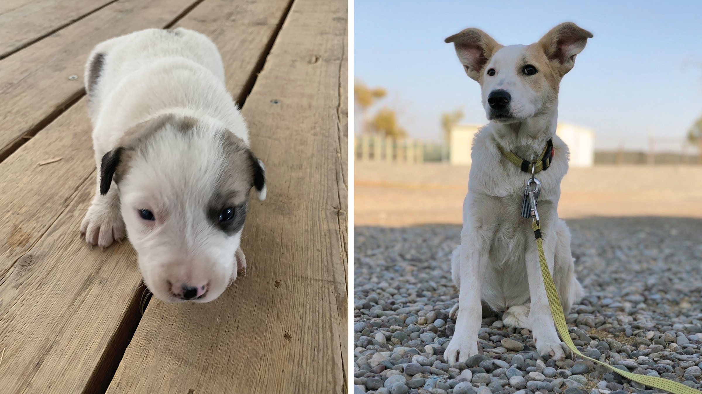 Sully the dog as a newborn puppy (left) and at a few months of age.