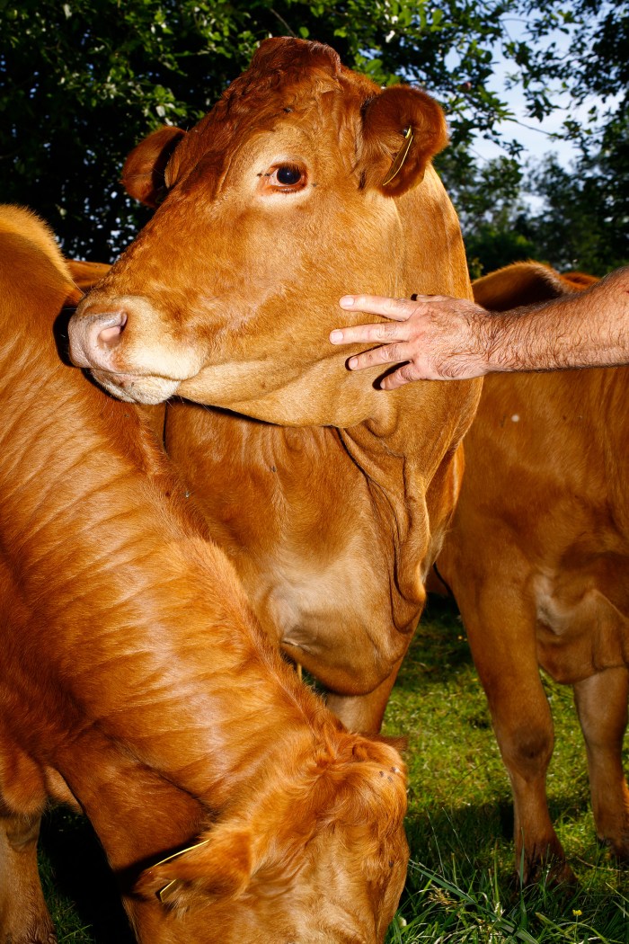 Limousin cows in Farmer Johnâs pasture. Mosa Meat will cultivate their cells in a lab to grow into hamburger that is genetically identical, no slaughter required