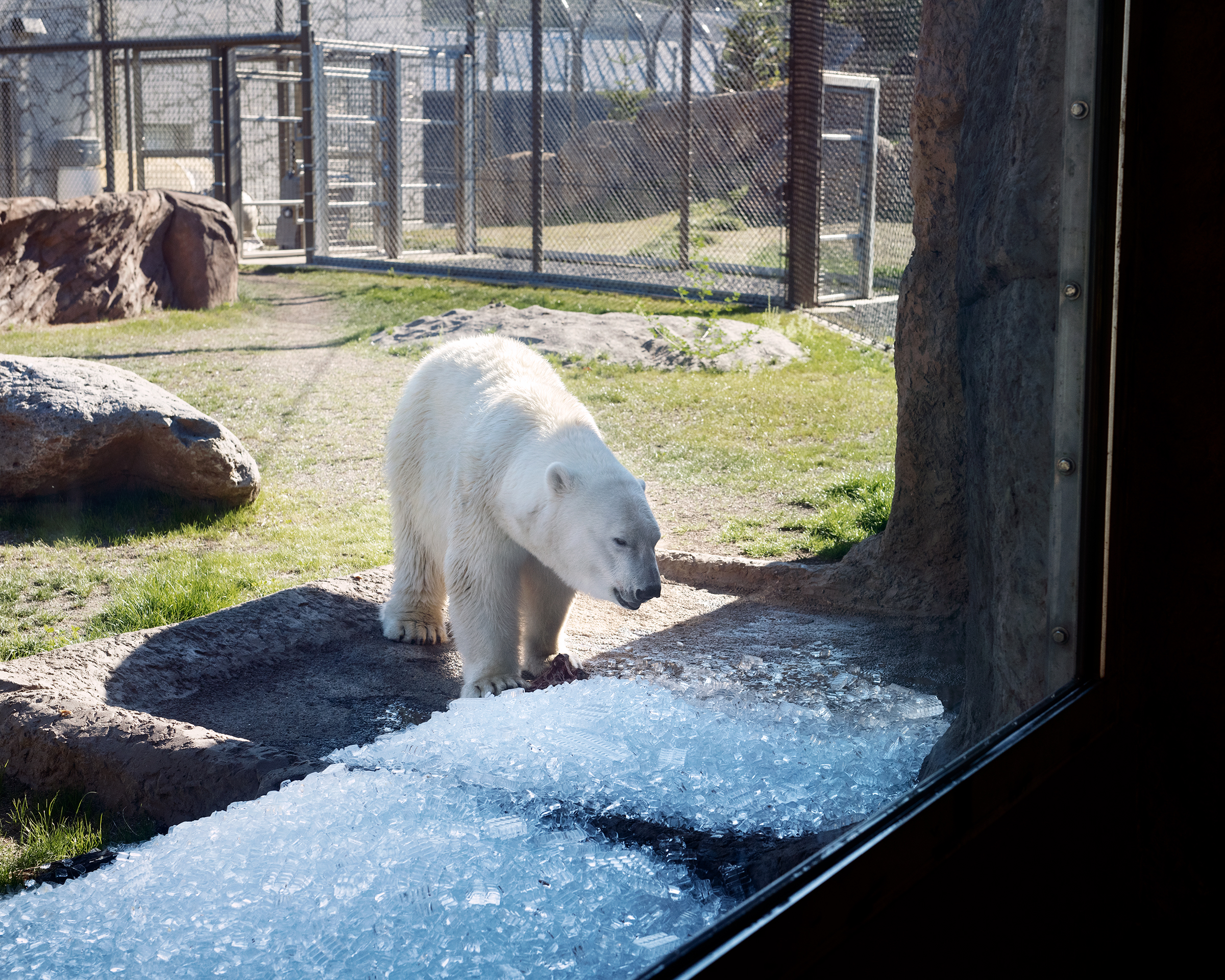 Nora, <a href="https://time.com/extreme-heat-climate-change/">a polar bear</a>, is seen in the Polar Bear Passage exhibit at the Oregon Zoo in Portland, on June 28. (Adam Ferguson for TIME)