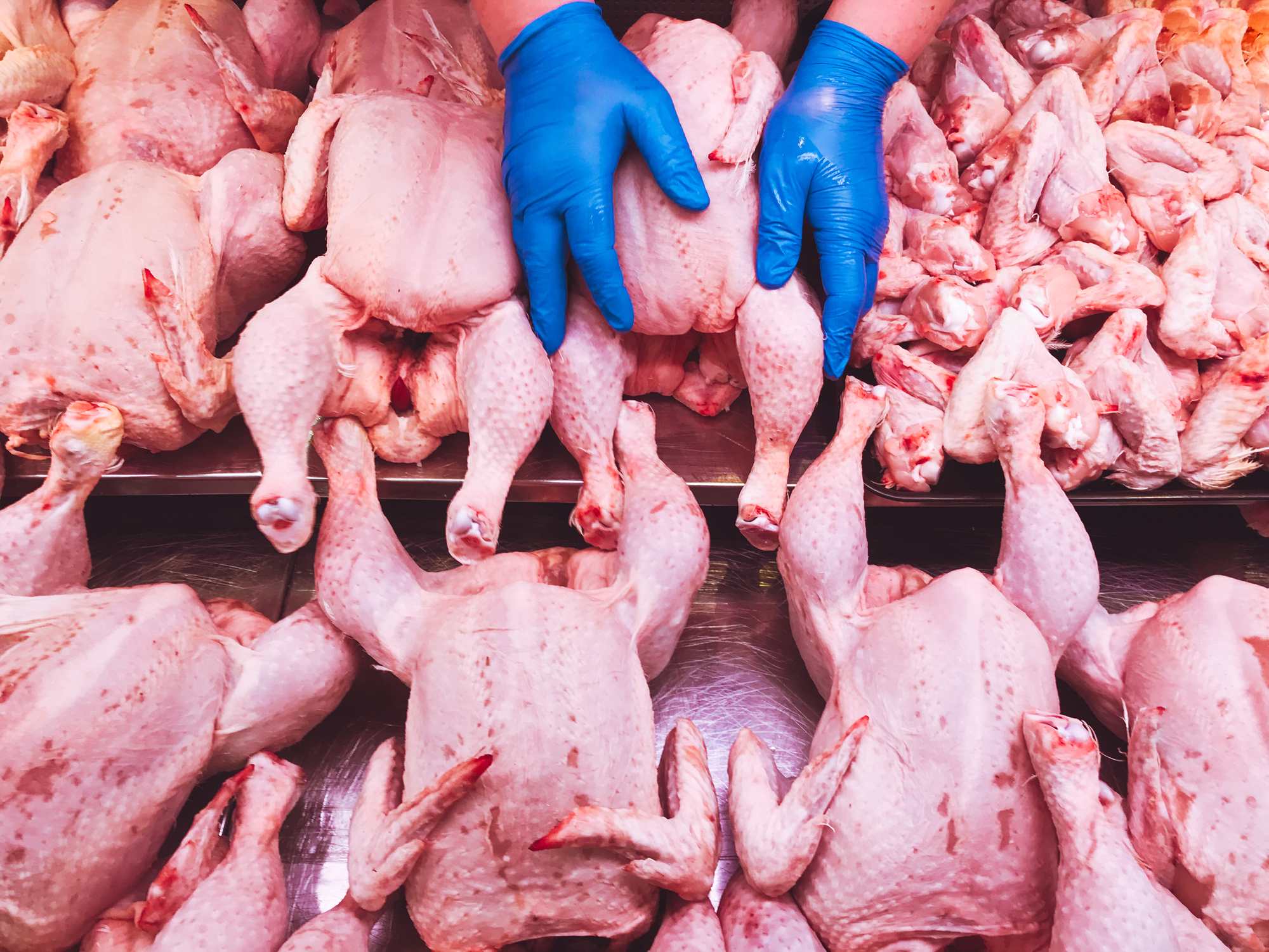 Hands with blue gloves handling chickens in a butcher shop
