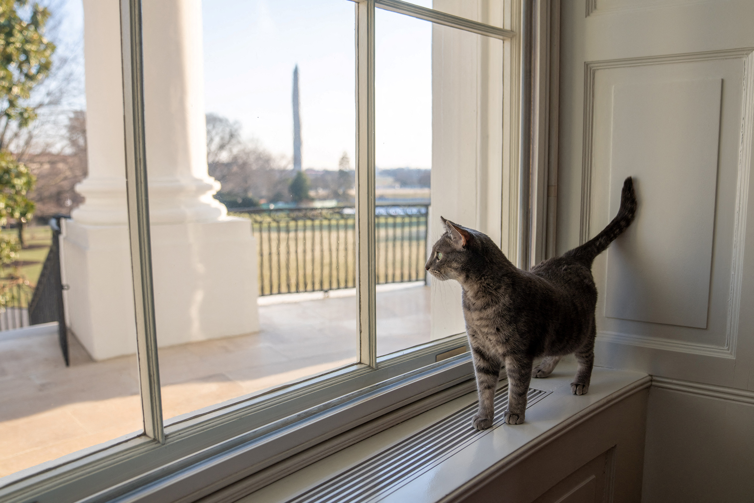 Willow, U.S. President Joe Biden and first lady Jill Biden’s new pet cat, is seen in a White House handout photo as she looks out a window of the White House towards the Truman Balcony, the South Lawn and the Washington Monument on Jan. 27, 2022. (Erin Scott—The White House/REUTERS)