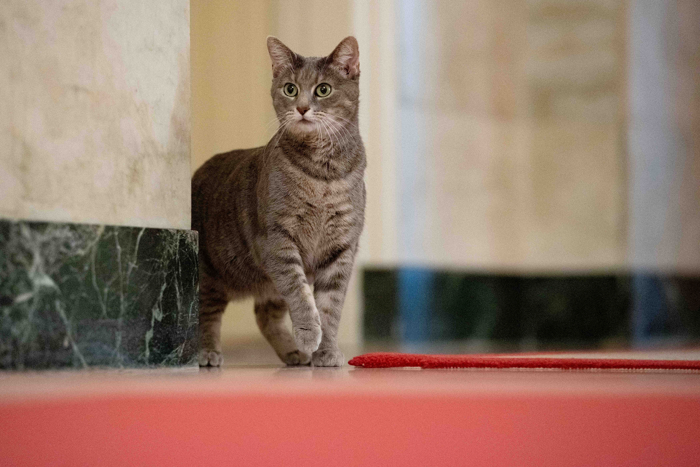 Willow, U.S. President Joe Biden and first lady Jill Biden’s new pet cat, is seen in a White House handout photo as she wanders through the halls of the White House on Jan. 27, 2022. (Erin Scott—The White House/REUTERS)
