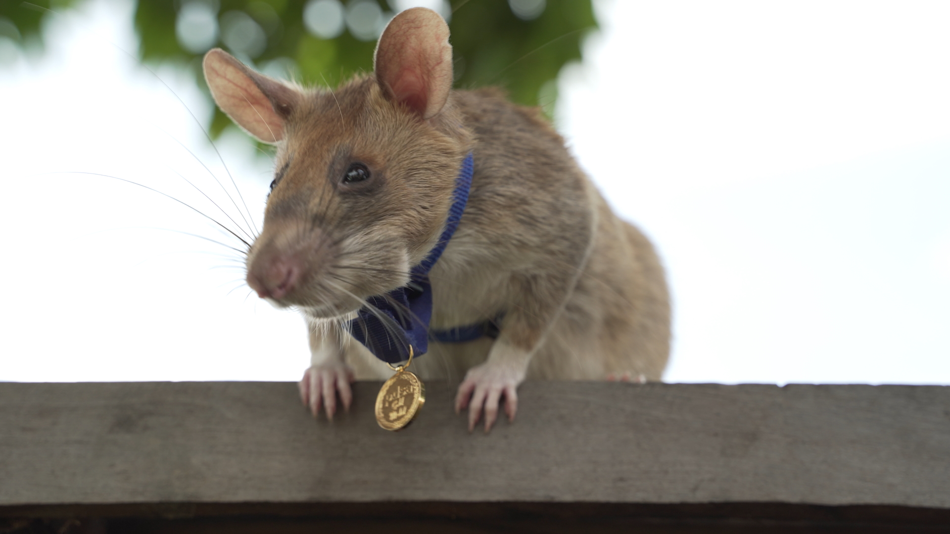 Magawa, an African giant pouched rat, was given a rat-sized People's Dispensary for Sick Animals (PDSA) Gold Medal in September 2020 for his work clearing out mines. Magawa passed away in January 2022. (Courtesy of PDSA)