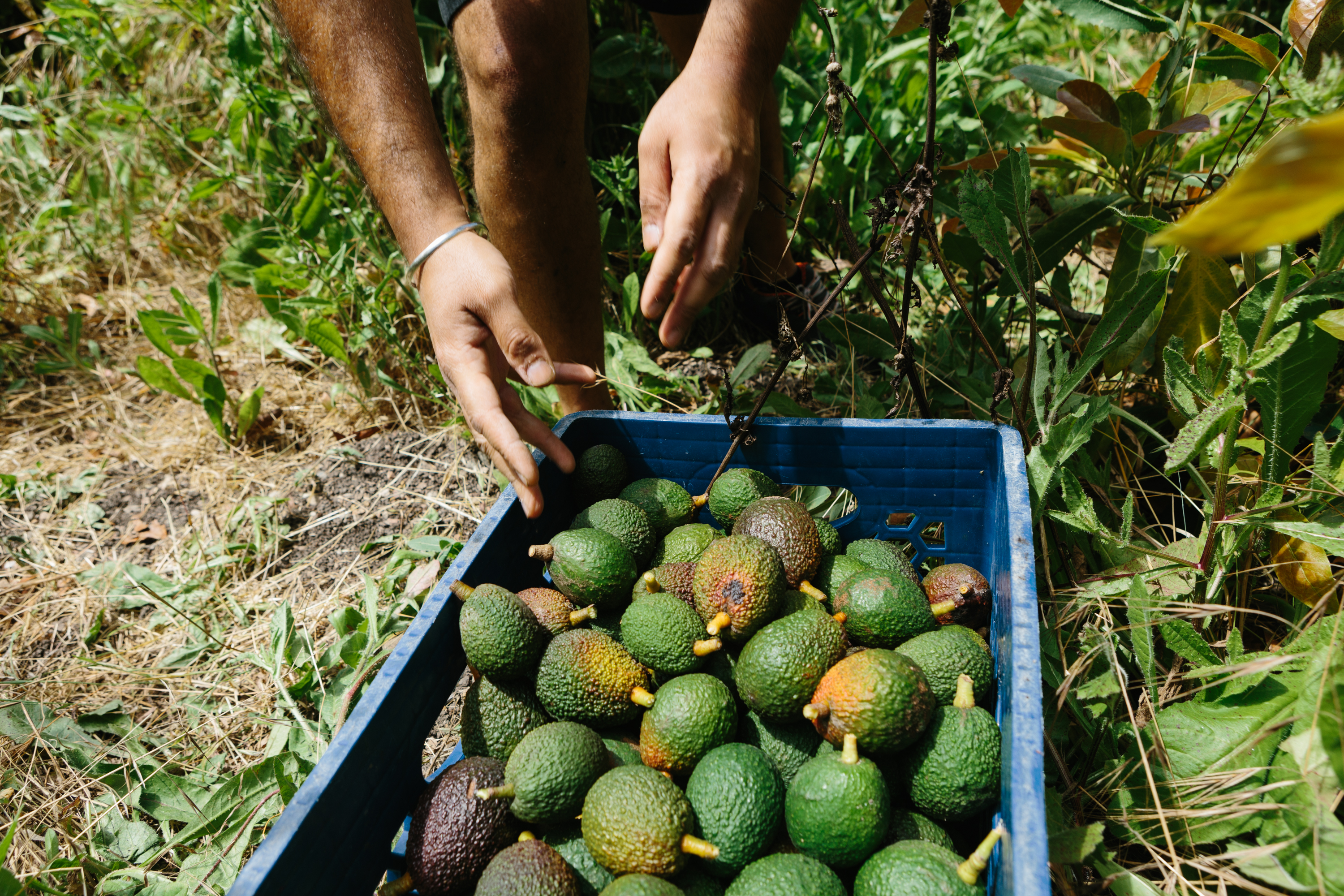 A farmer fills a crate with avocados while picking them in California. (Getty Images/iStockphoto—© Patrick Record 2020)
