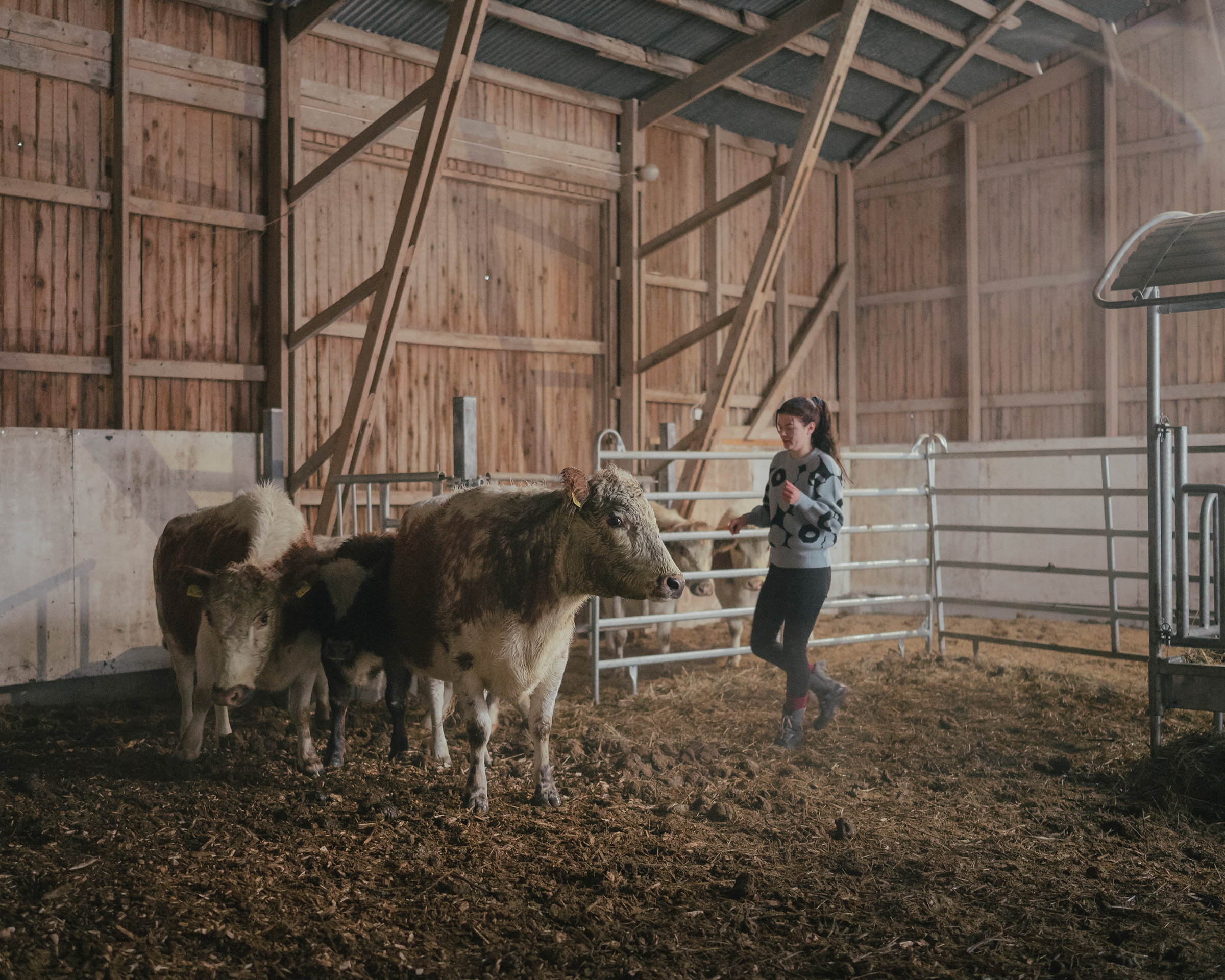 Marja Oesch practices regeneration on her Finnish farm, with the help of cattle. She hopes to put back as much into the land as she takes out (Ingmar Björn Nolting for TIME)