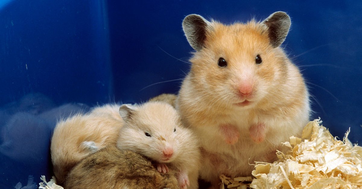 Selon Hong Kong, des hamsters pourraient avoir infecté un employé d’une animalerie avec le COVID-19.  Maintenant ils doivent tous mourir