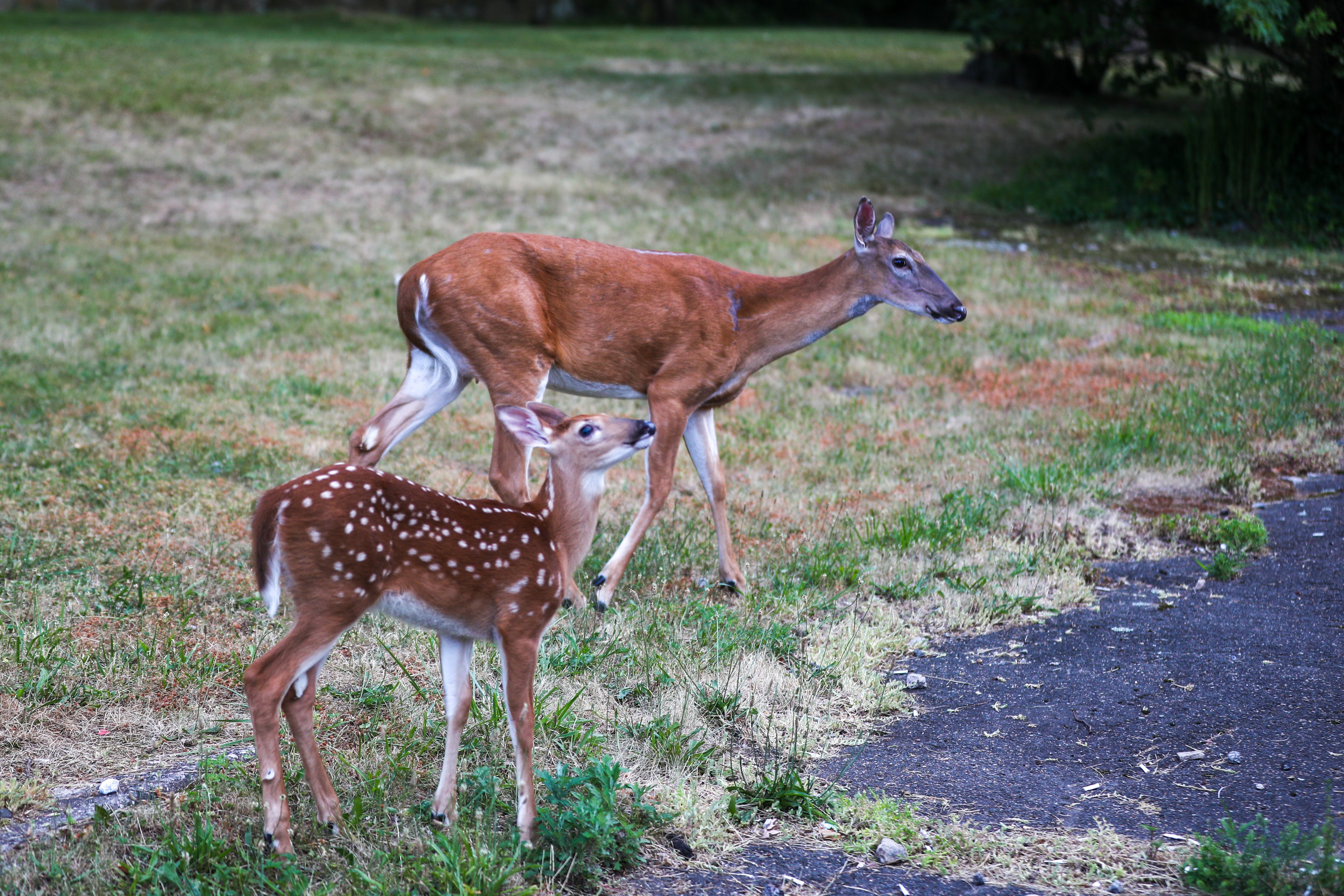 Deers in New Jersey's neighborhood