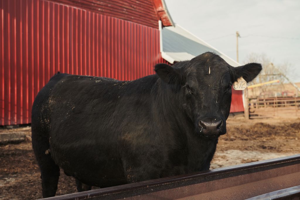 A bull stands at a farm in Hinton, Iowa, U.S., on Sunday, May 3, 2020. Covid-19 is ripping through Americas heartland and causing shutdowns and slowdowns of plants that process much of the nations pork and beef. Prices are already surging. (Photographer: Dan Brouillette/Bloomberg via Getty ImagesFinance LP)