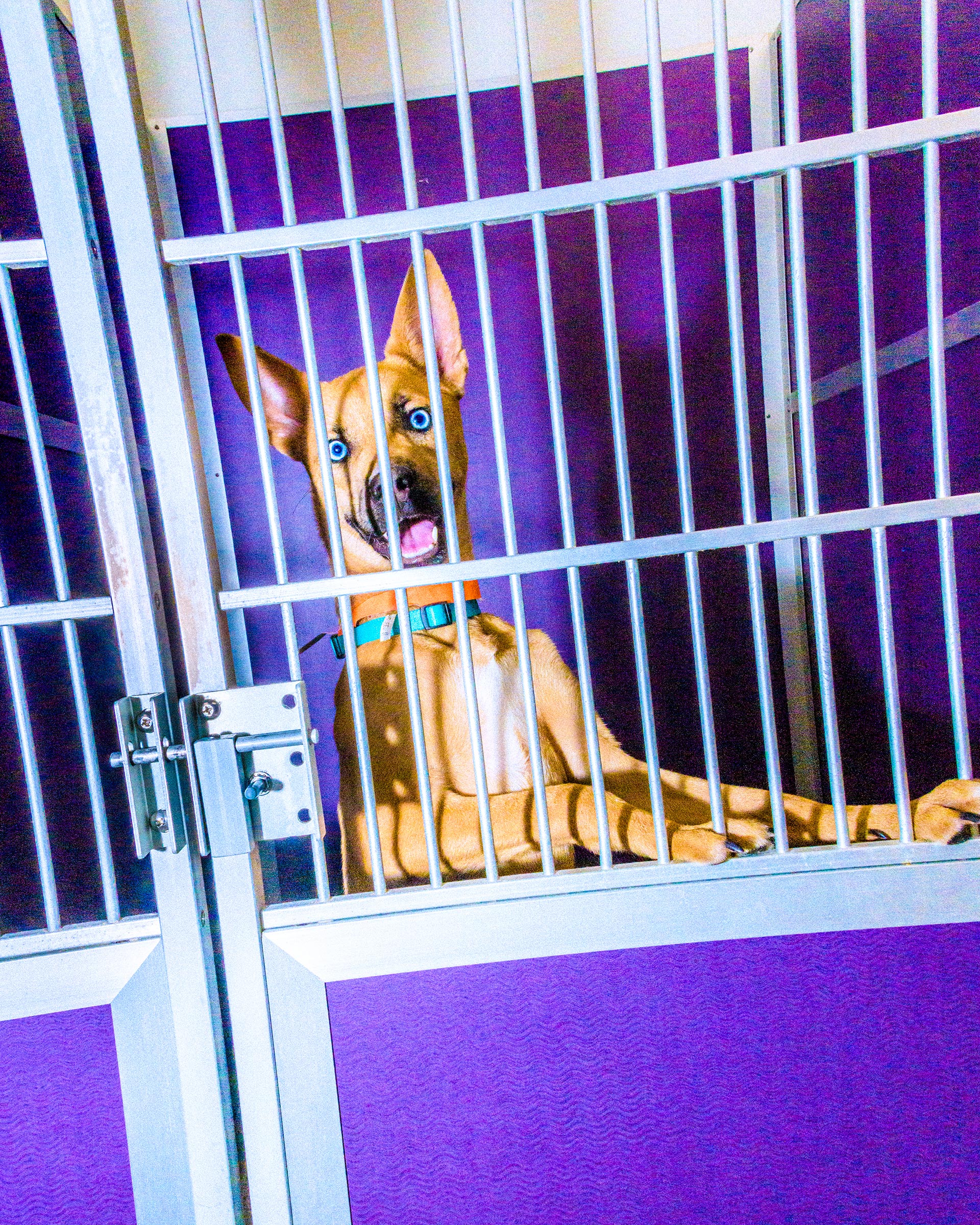 How America Saved Millions of Dogs—By Moving Them