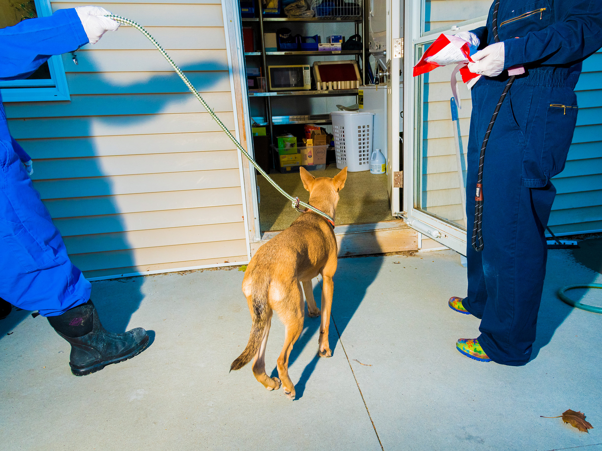 How America Saved Millions of Dogs—By Moving Them | Time