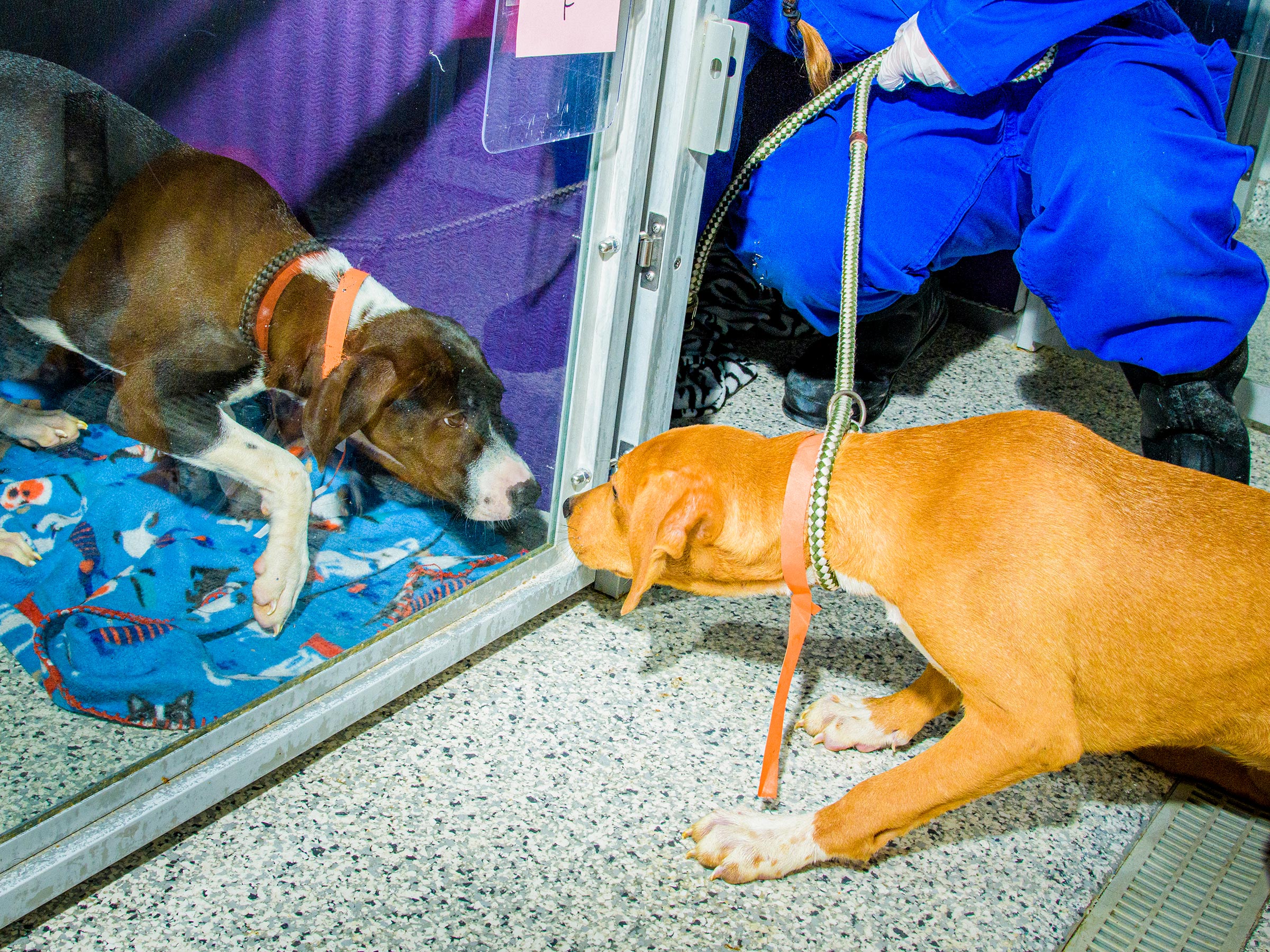 How America Saved Millions of Dogs—By Moving Them | Time