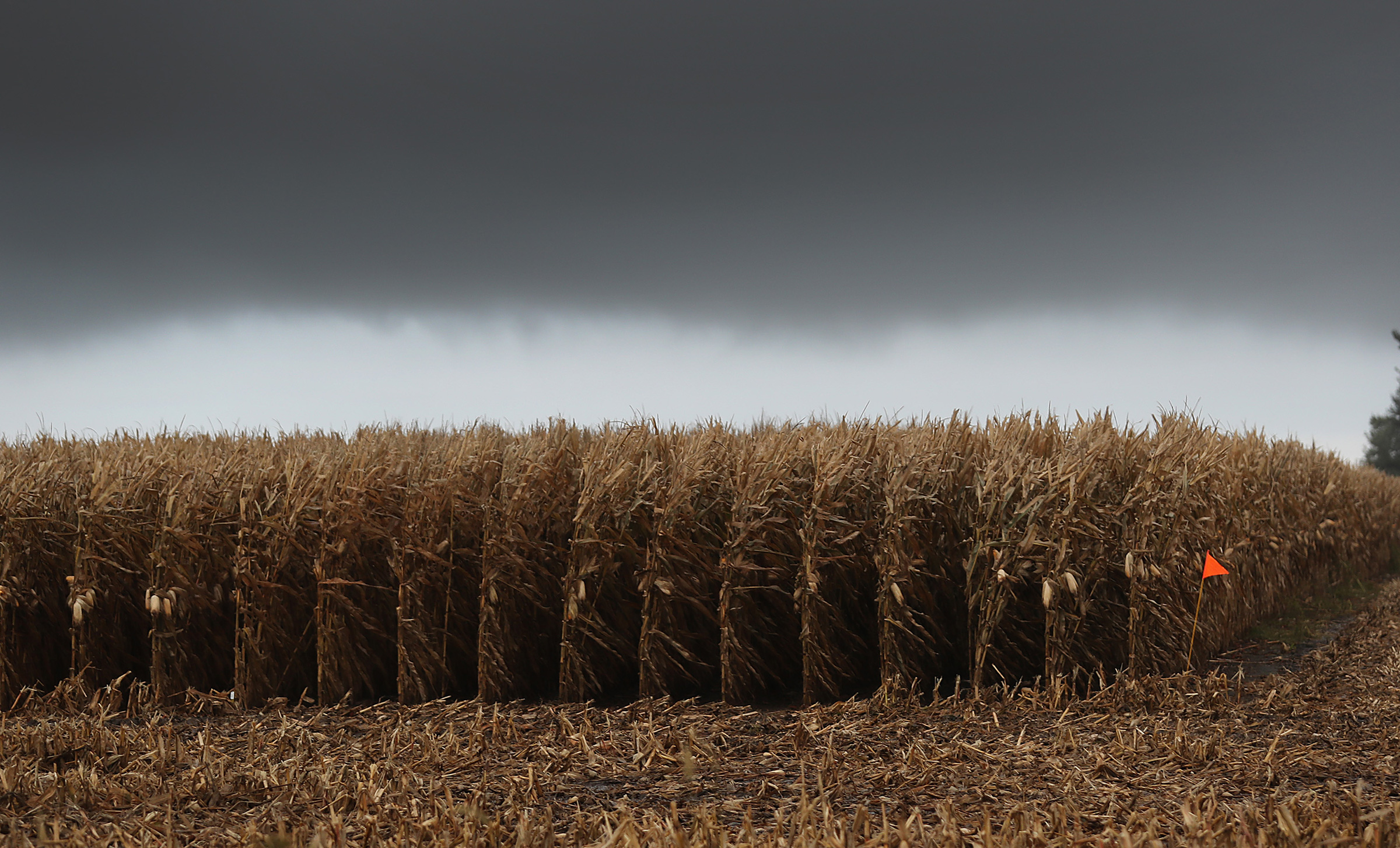 A corn field in Winterset, Iowa, on Oct. 10, 2019. (Joe Raedle—Getty Images)