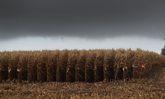 A corn field in Winterset, Iowa, on Oct. 10, 2019.