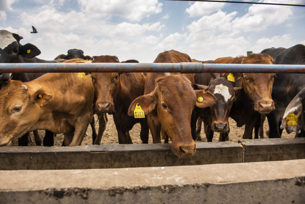 Cattle feed from a trough in their pen at the Karan Beef (Pty) Ltd. feedlot in Heidelberg, outside Johannesburg, South Africa, on Friday, Nov. 23, 2018. (Waldo Swiegers/Bloomberg—Getty Images)