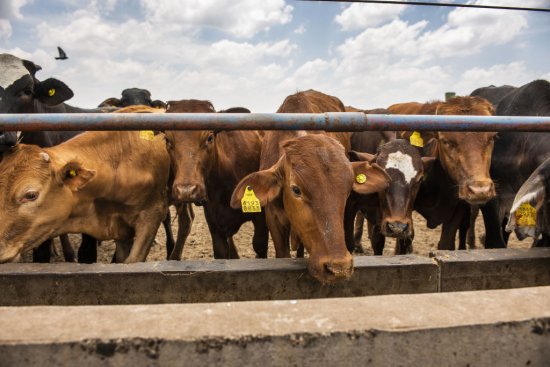 The World's Largest Feedlot Leads South African Beef Export Push