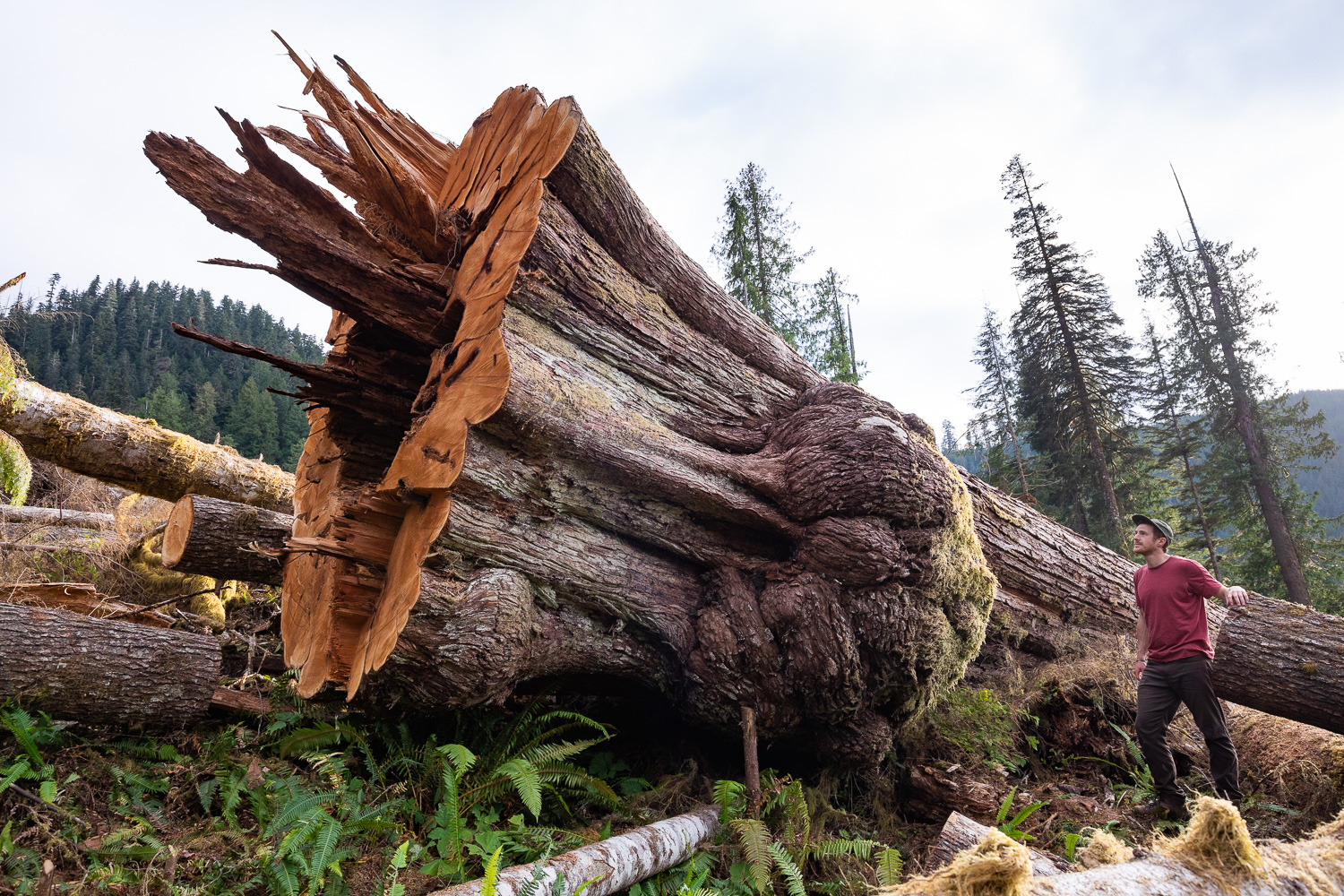 A cut down tree in Haddon Creek, British Columbia. (TJ Watt)