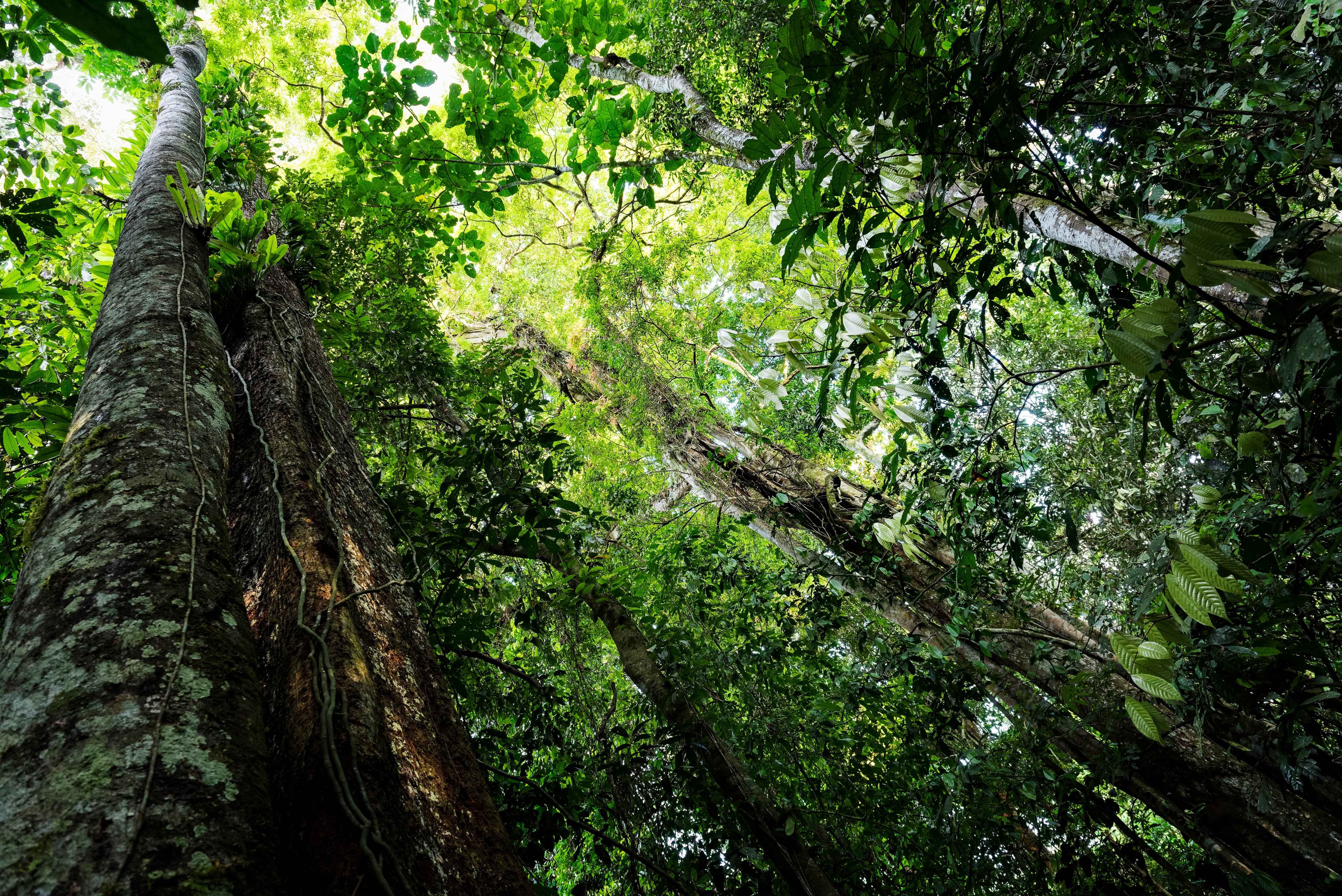 The forest canopy in the Leuser Ecosystem, Indonesia. (Photo by Andy Wright)