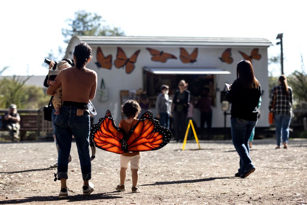 A young visitor wears a butterfly costume at Pismo State Beach Monarch Butterfly Grove on Feb. 5, 2022 in Pismo Beach, Calif. (Ruby Wallau/Getty Images)