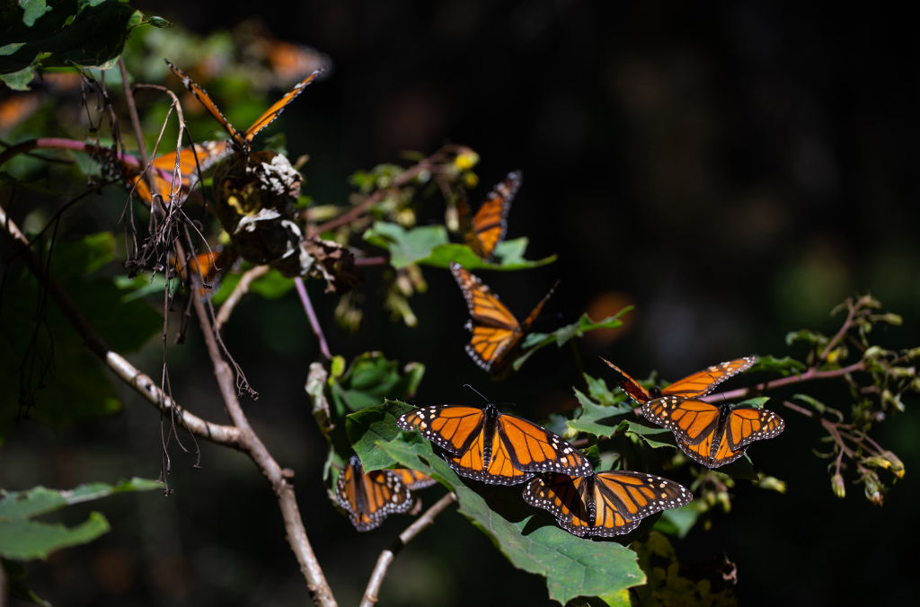 Monarch butterflies rest on a plant in the El Rosario Butterfly Sanctuary, in Michoacan State, Mexico on Jan. 31, 2022.