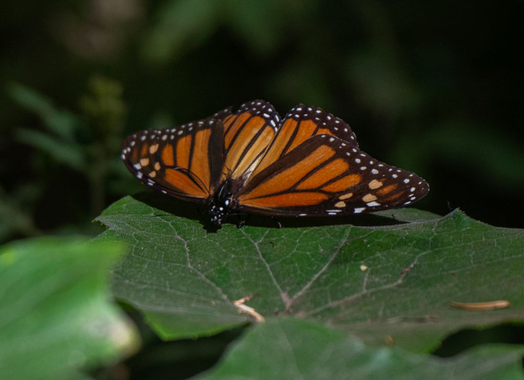 A monarch butterfly sits on a leaf at the Rosario Sanctuary in the Ocampo municipality, Michoacan state, Mexico, on Feb. 11, 2022. (Claudio Cruz/AFP/Getty Images)