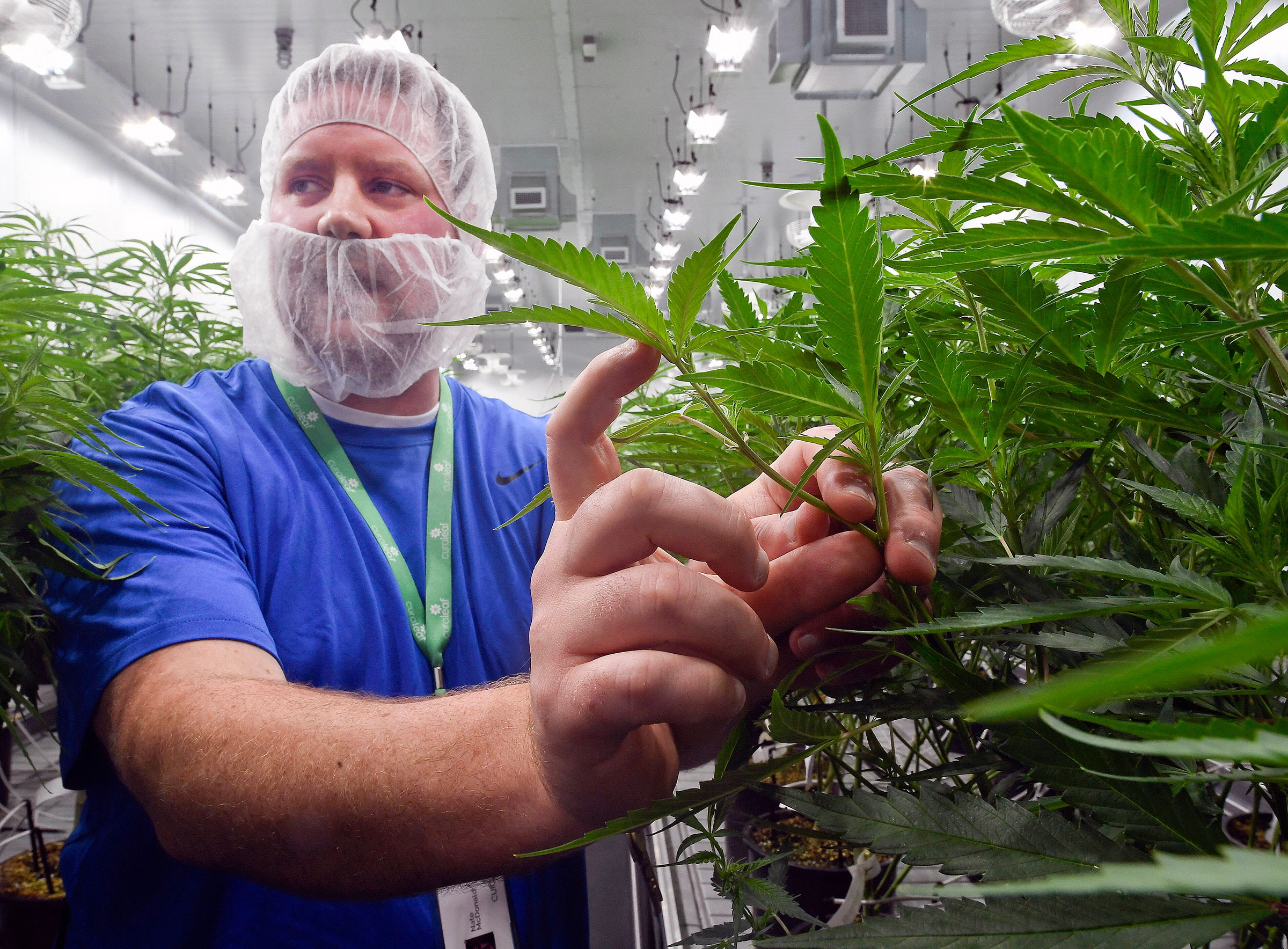 Nate McDonald, Curaleaf vice president of operations management, at the company's medical cannabis cultivation and processing facility, in Ravena, N.Y. on Aug. 22, 2019. (Hans Pennink—AP)
