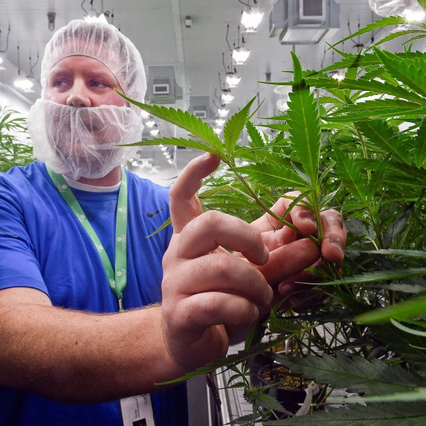 Nate McDonald, Curaleaf vice president of operations management, at the company's medical cannabis cultivation and processing facility, in Ravena, N.Y. on Aug. 22, 2019.