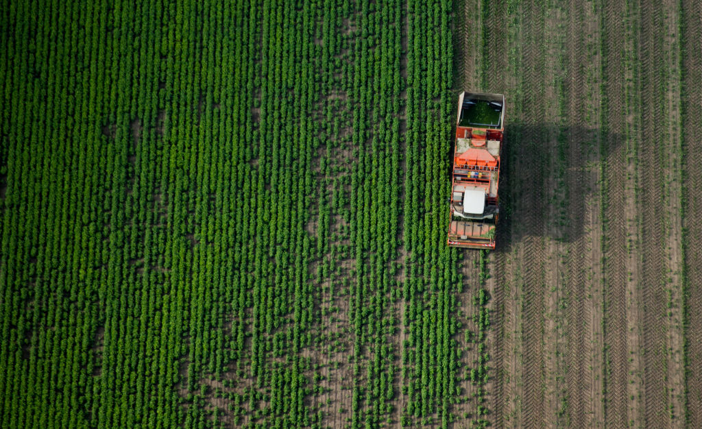 A fully automated harvester harvests organic beans from a field near Gross Lobke, Germany, 28 August 2014. (Julian Stratenschulte/picture alliance—Getty Images)