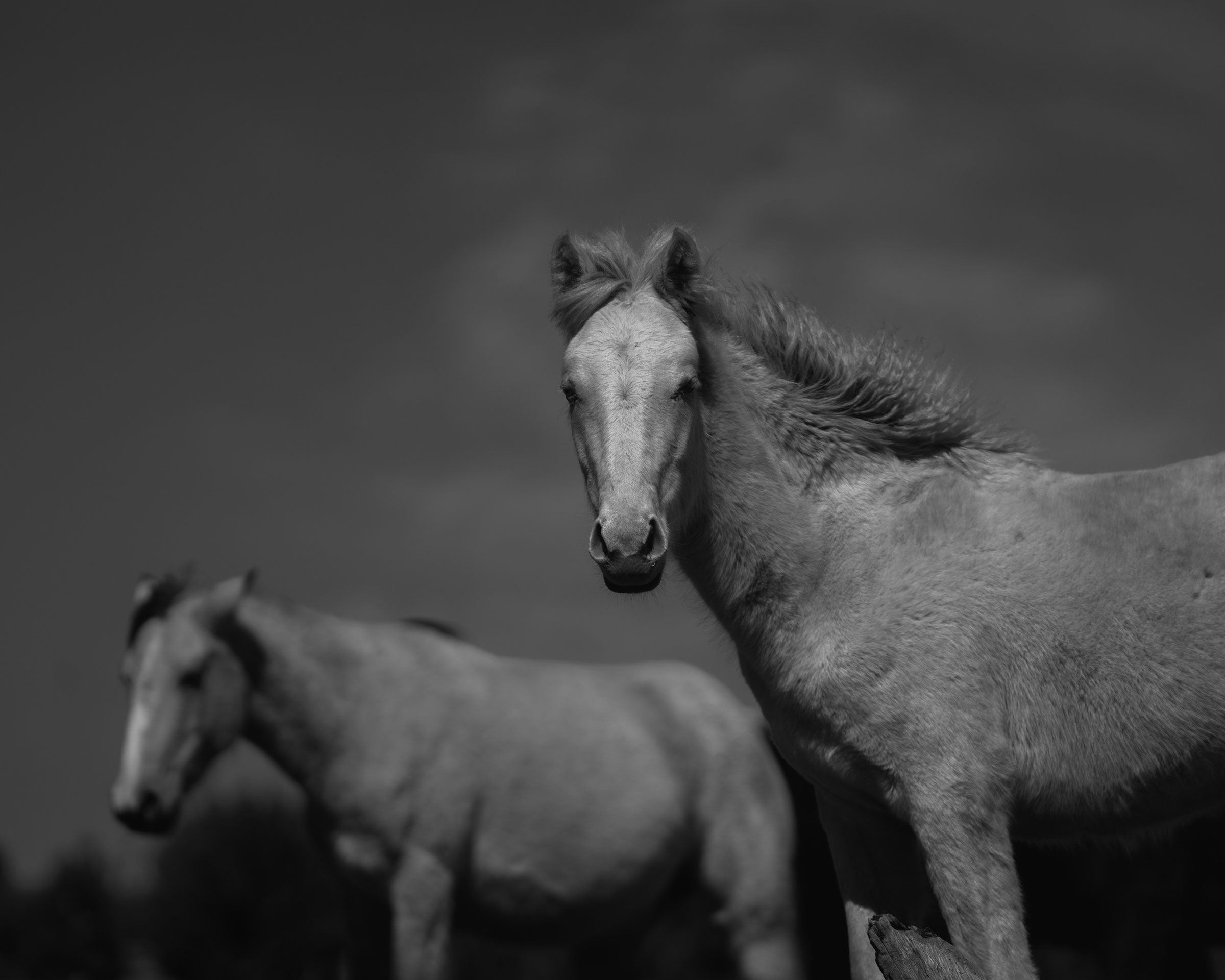 wild-horses-arizona-investigation-13