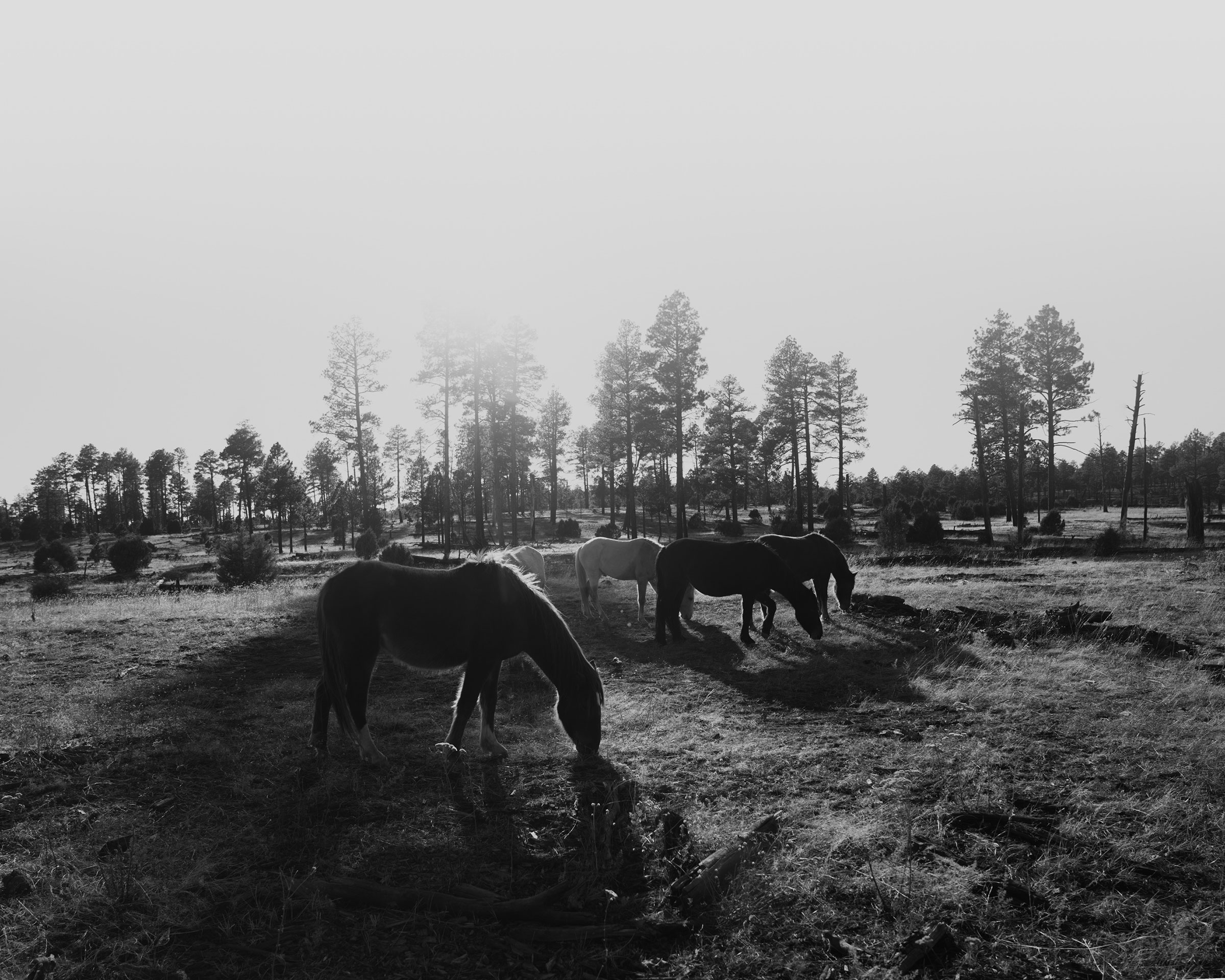 Wild horses graze in the Apache-Sitgreaves National Forests (Bryan Schutmaat for TIME)