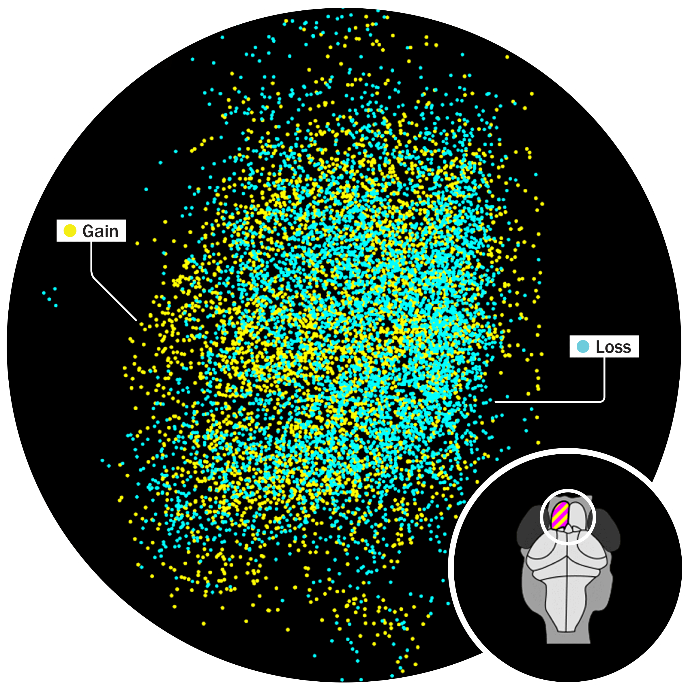 Image showing synaptic changes when a memory is made. Each yellow dot represents a new synaptic connection formed; each blue dot represents a connection lost. (William Dempsey and Anna Nadtochiy)