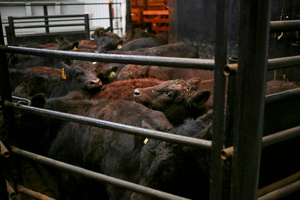 A herd of cows stand inside a pen while being sold at auction at the Kentucky-Tennessee Livestock Market in Guthrie, Kentucky, U.S., on Thursday, March 12, 2015. (Luke Sharrett/Bloomberg via Getty Images)