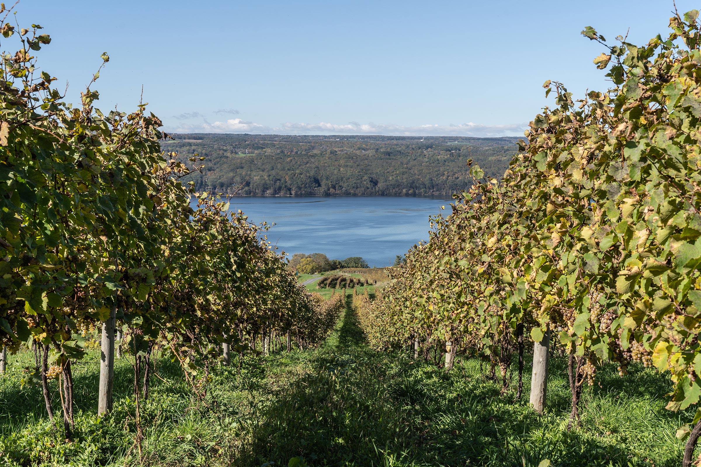 A vineyard near Seneca Lake, in upstate New York. (iStockphoto/Getty Images)