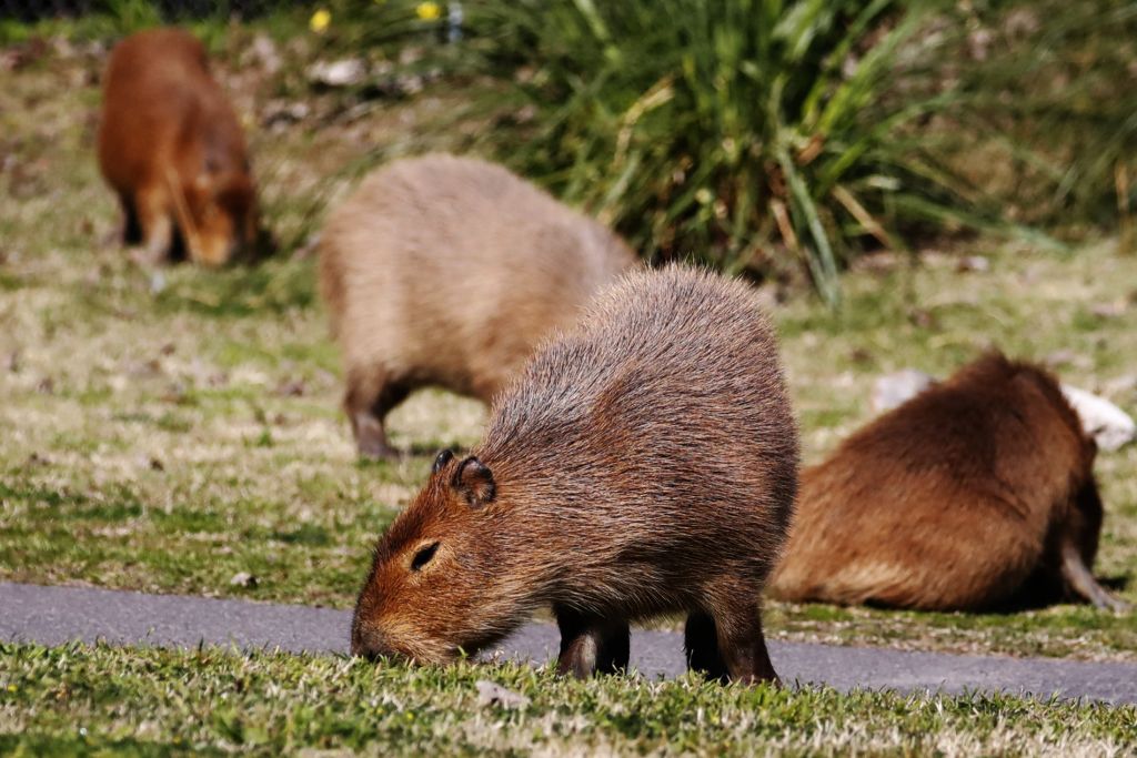 Capybaras Nordelta