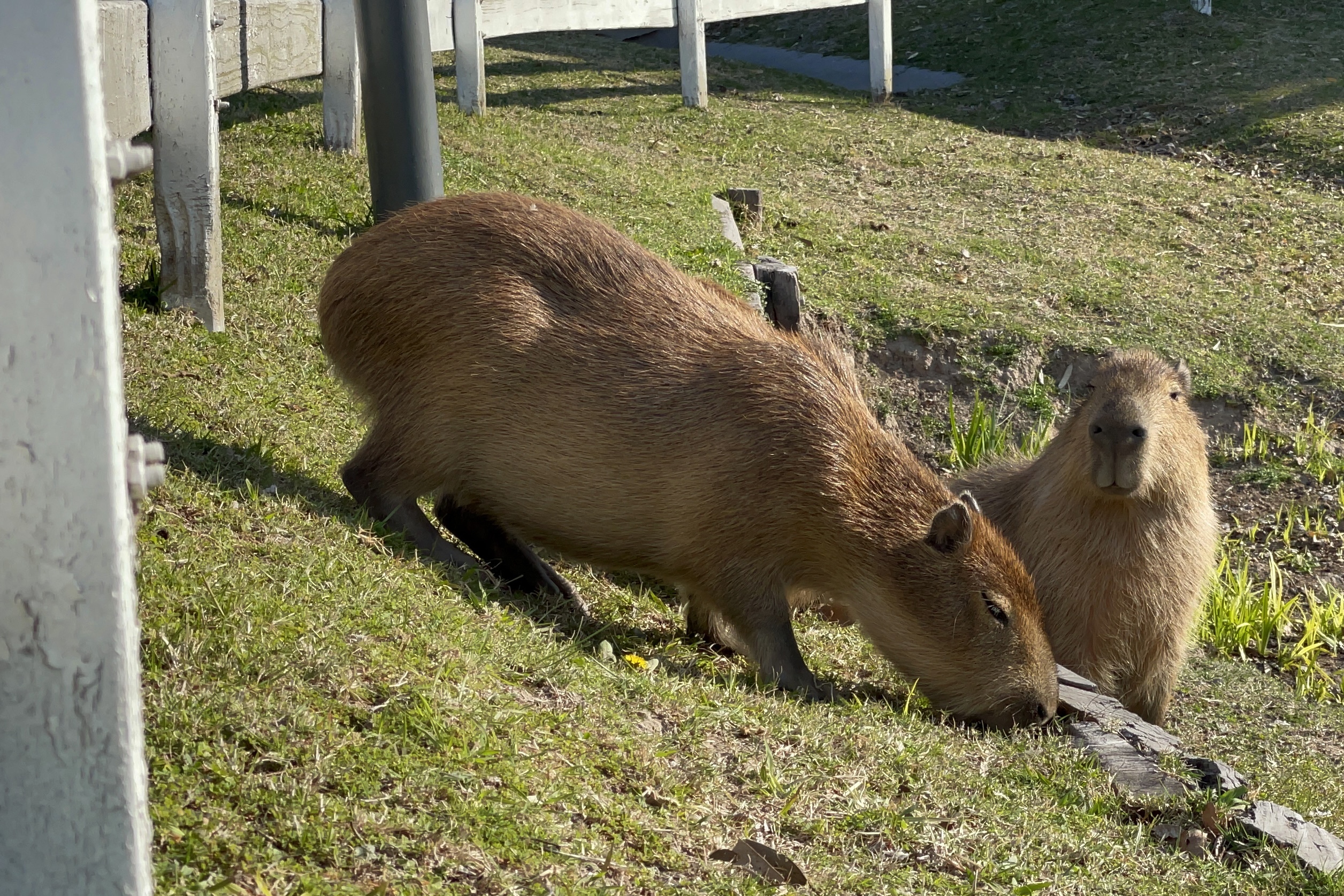 Capybaras eat grass next to a street in a gated community in Tigre, Buenos Aires province, on August 27, 2021. (Magali Cervantes–AFP/Getty Images)