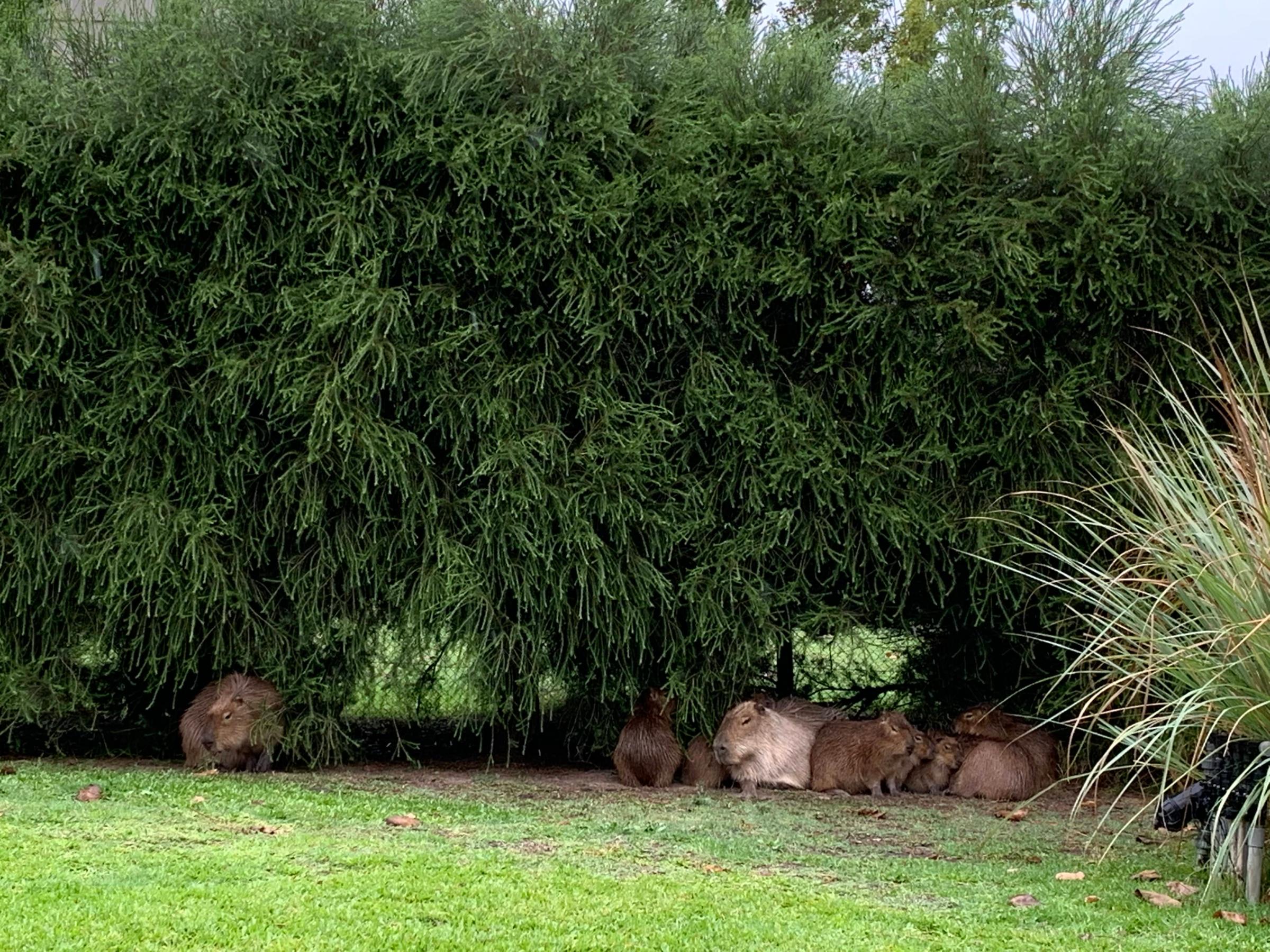 Capybaras Nordelta TIME