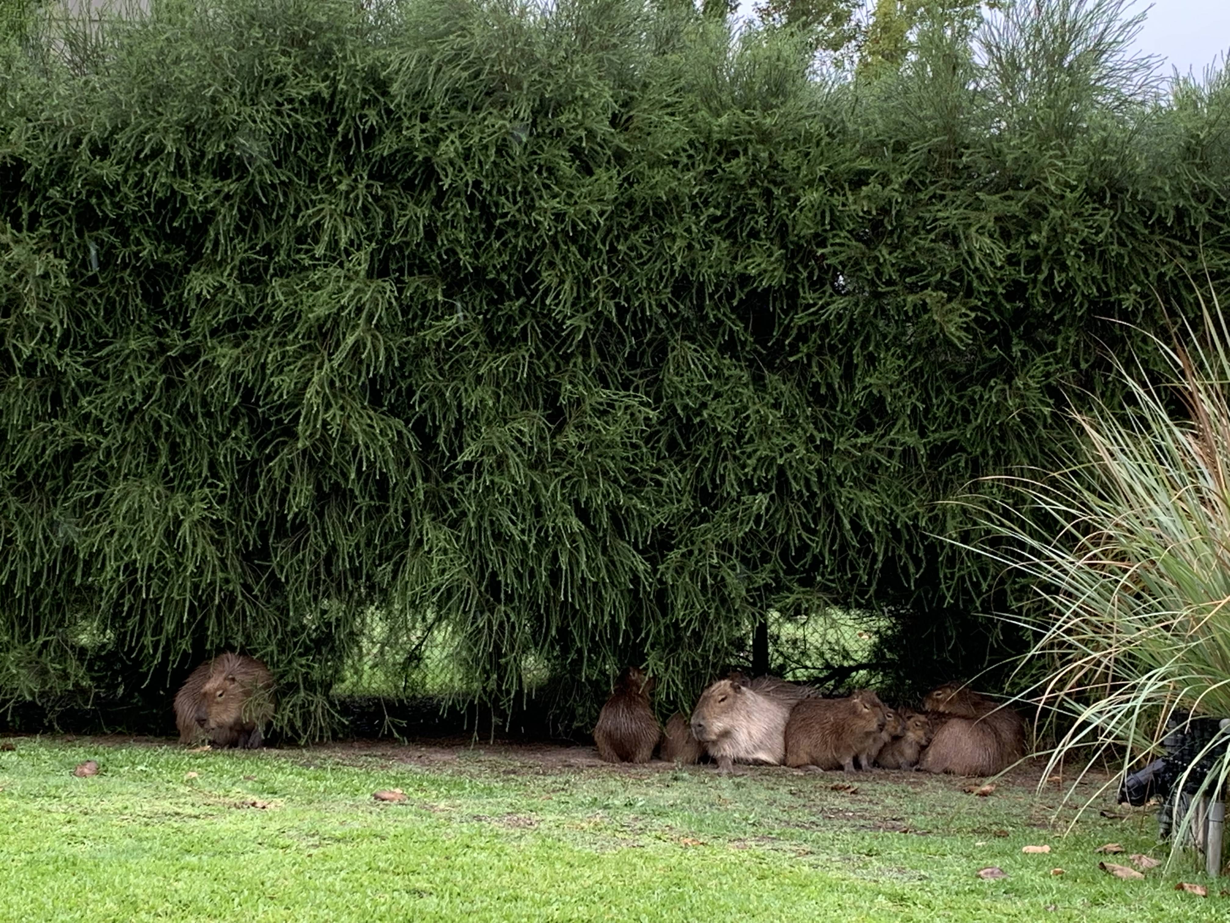 A family of capybaras shelter under some hedges in Nordelta, greater Buenos Aires, on March 17, 2022. (Ciara Nugent)