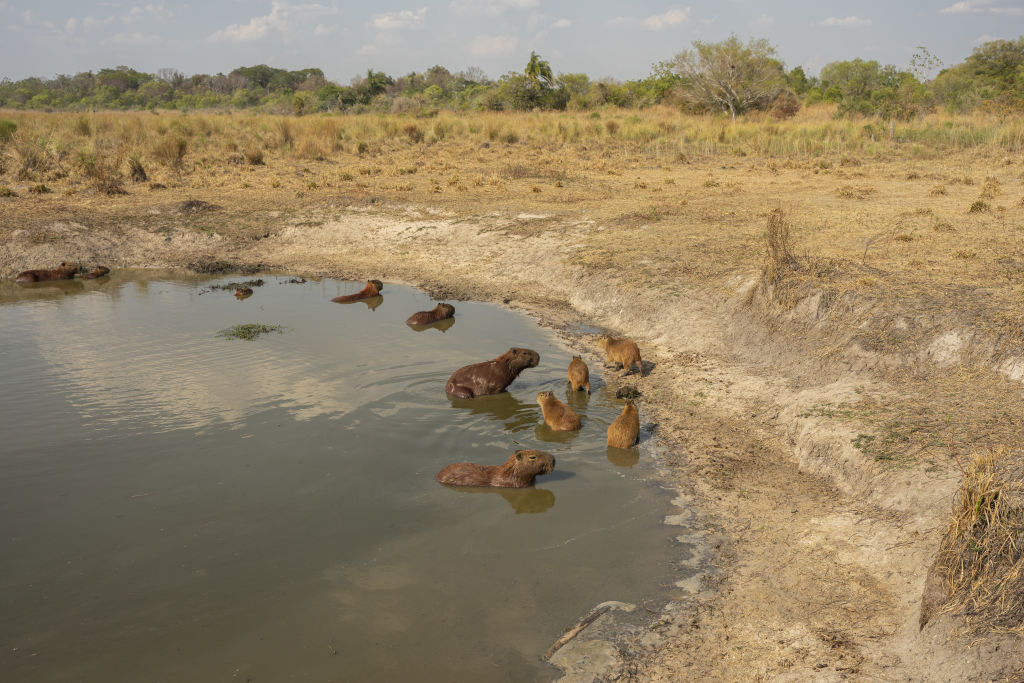 Capybaras in one of the few remaining places with water following wildfires in the Ibera Wetlands, Corrientes province, Argentina, on Sunday, Feb. 27, 2022. (Sebastian Lopez Brach—Bloomberg/ Getty Images)