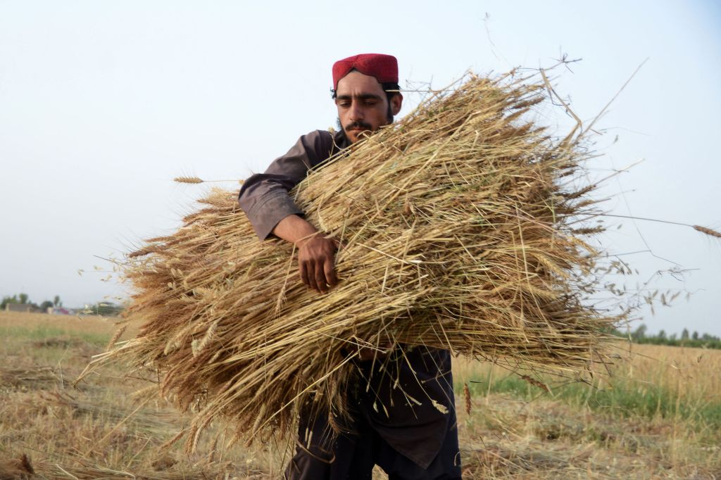 A farmer harvests wheat at Zhari on the outskirts of Kandahar, Afghanistan, May 10, 2022 (JAVED TANVEER/AFP via Getty Images)