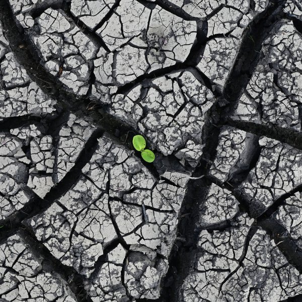 A small plant grows in the dried and torn up soil in a field in the Oderbruch on May 12, 2022.