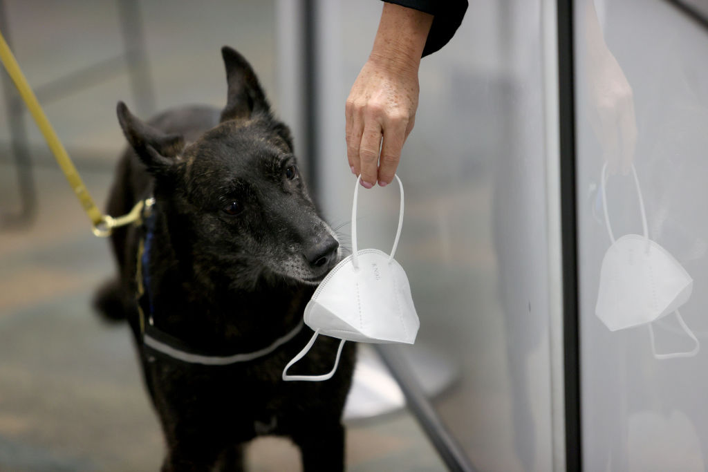 One Betta, a Dutch Shepard, sniffs a mask for the scent of COVID-19 at Miami International Airport on Sept. 08, 2021. (Joe Raedle—Getty Images)