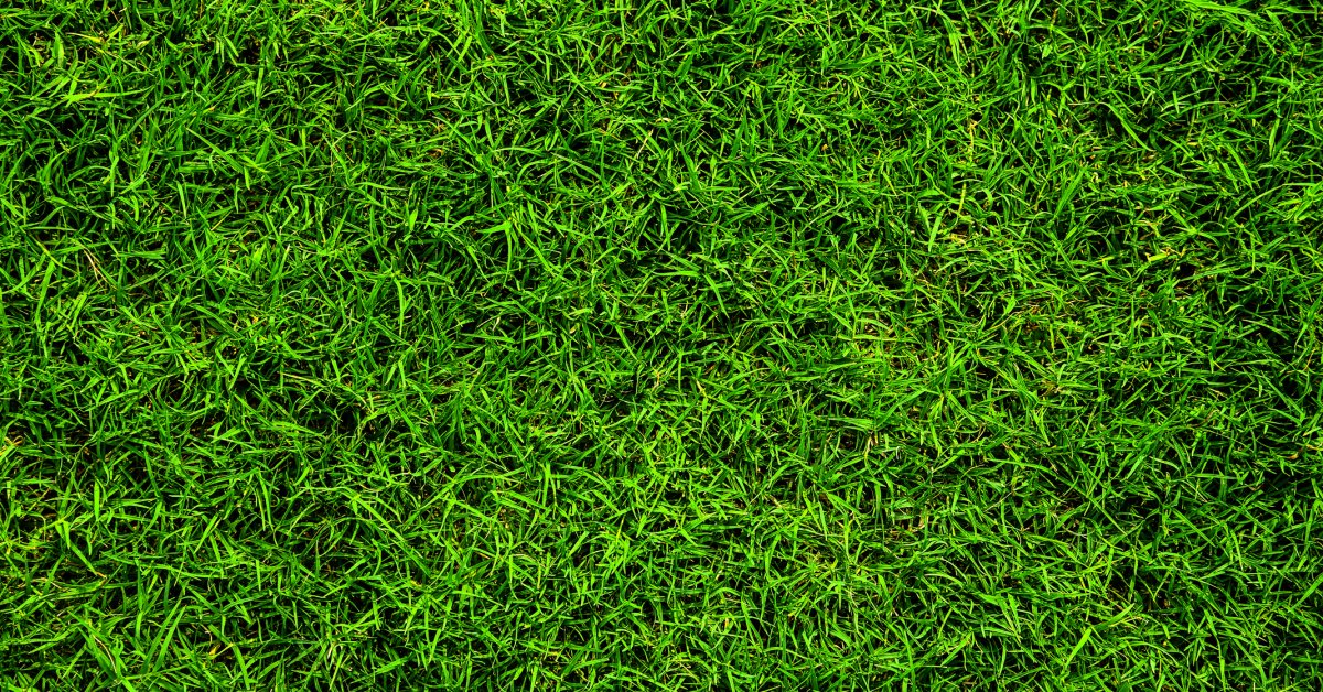 L’engrais pour pelouse est-il mauvais pour vous?  Les produits chimiques à éviter