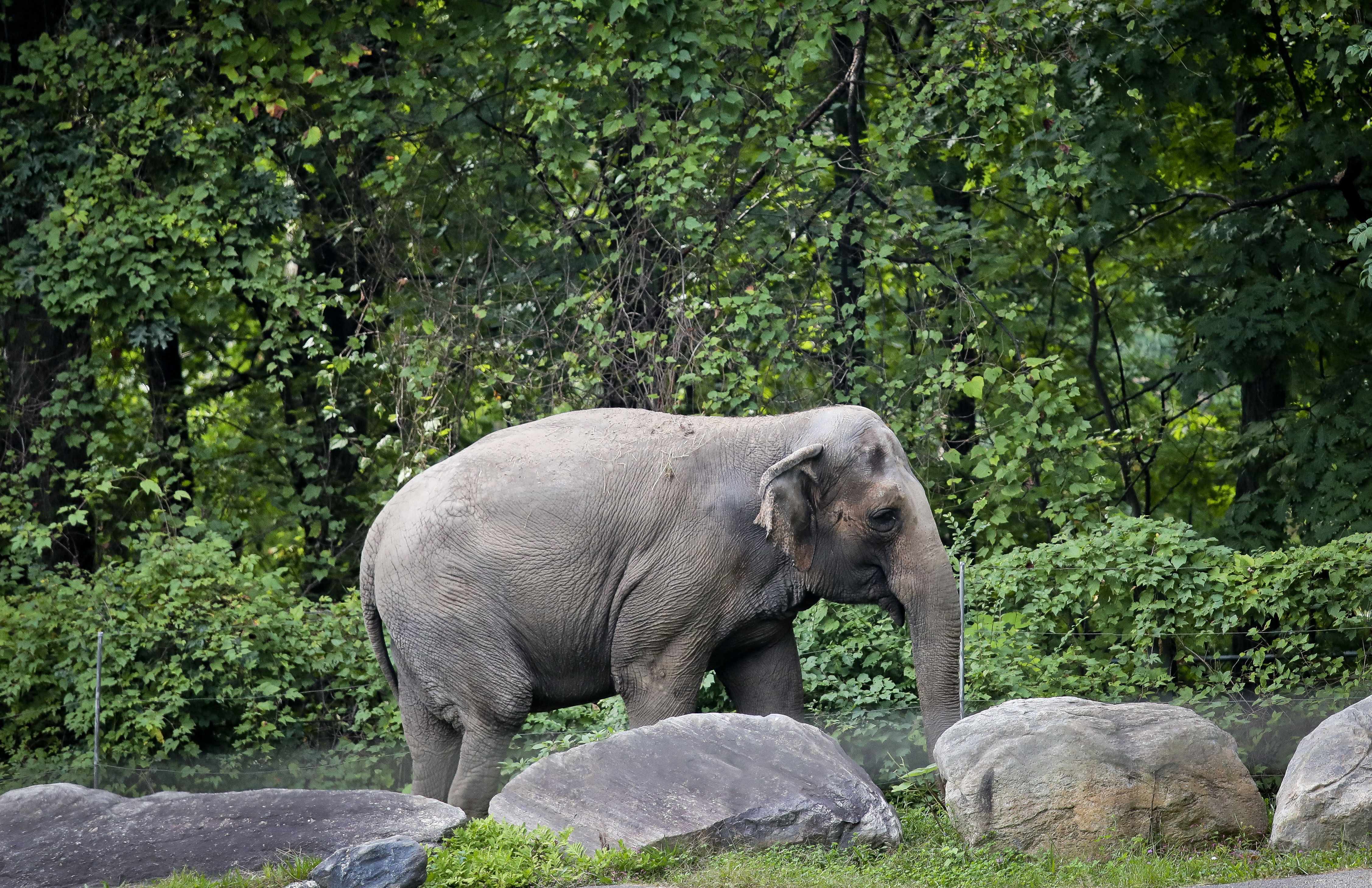 Happy the Elephant Is Not a Human Being and Will Not Be Freed From the Zoo, Court Rules