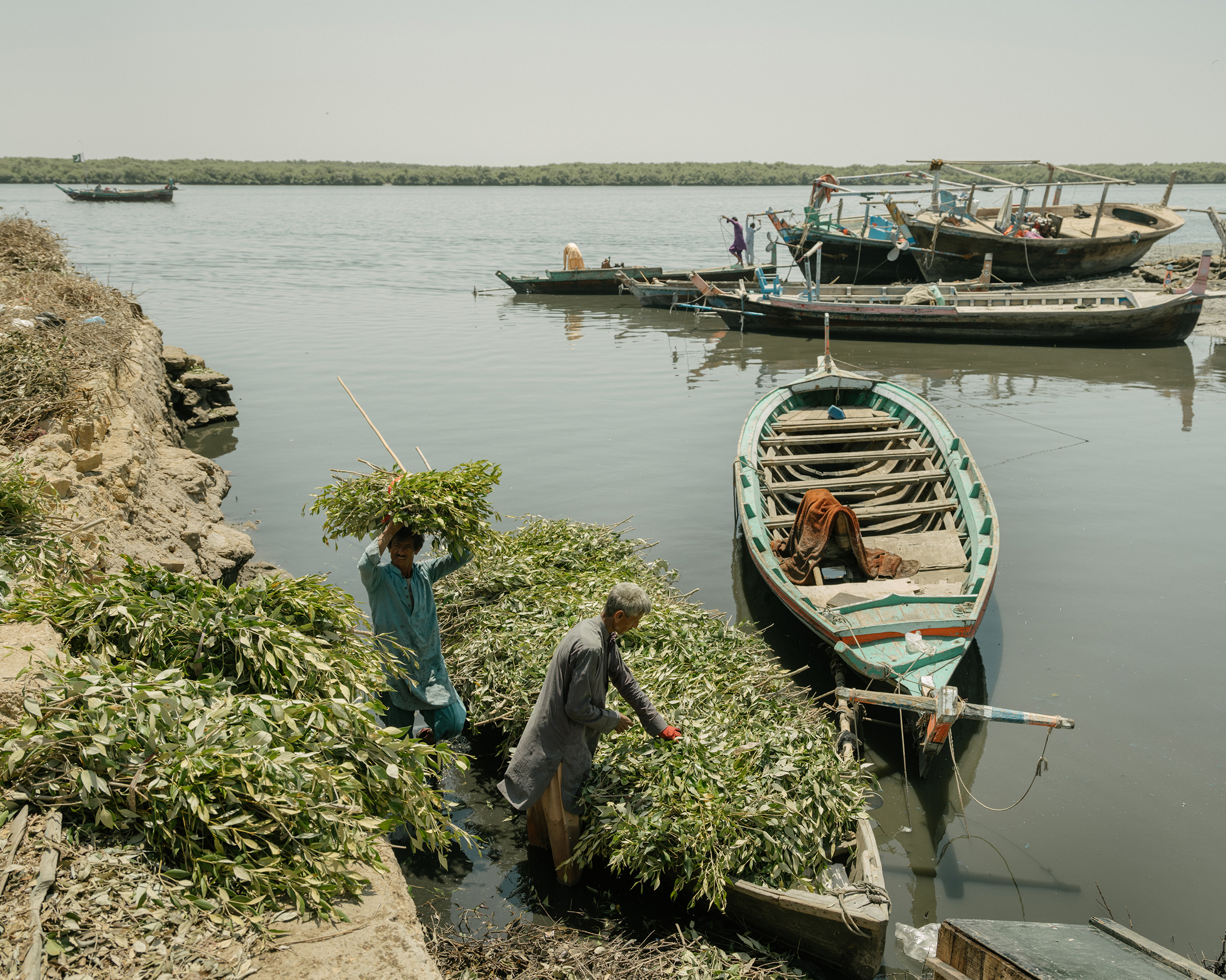 Mangrove branches and leaves are brought back to shore to feed livestock (Matthieu Paley for TIME)