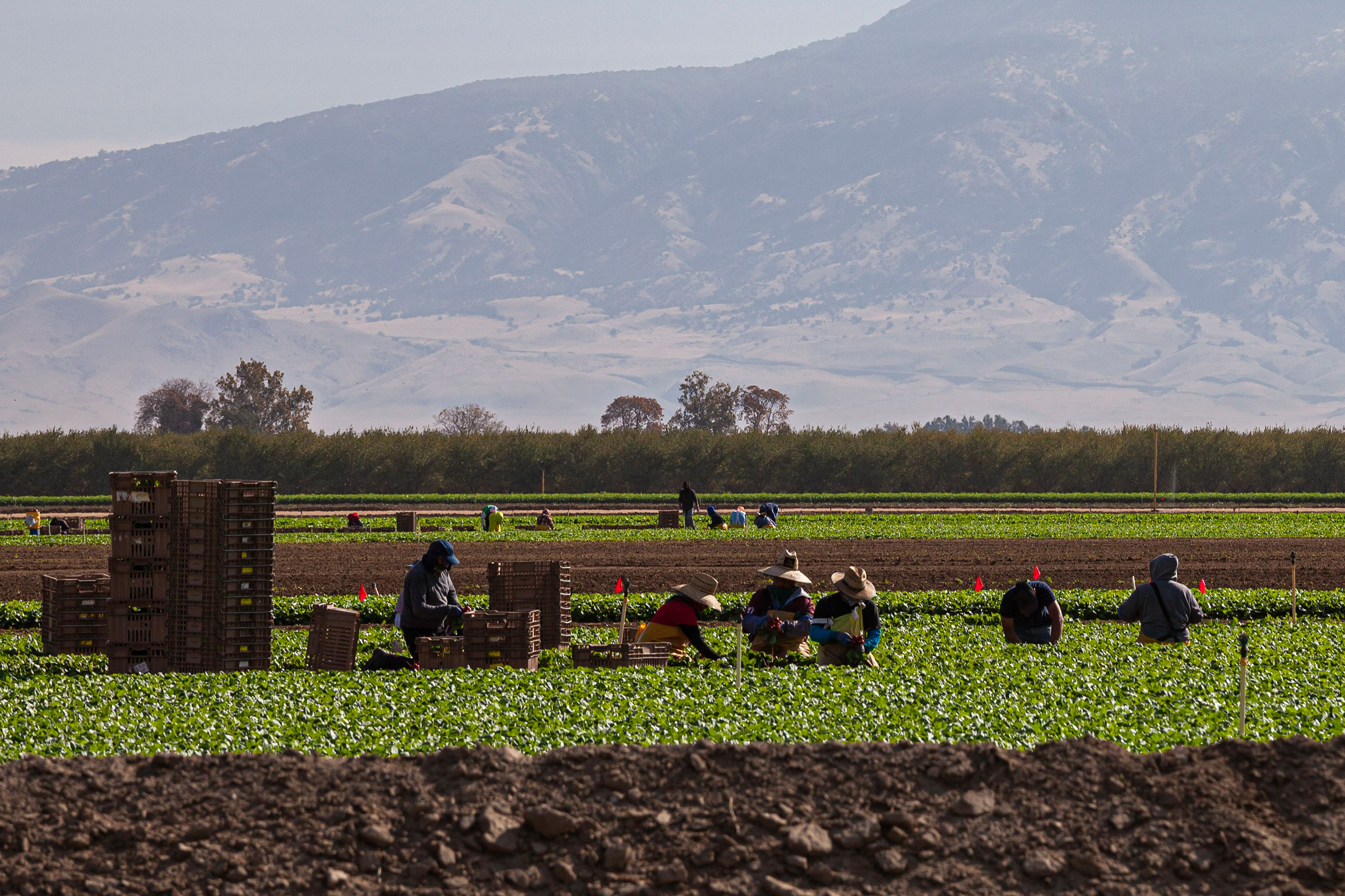 Farmworkers on farm near Bakersfield, Kern County, California, USA. (Citizen of the Planet/UCG/Universal Images Group—Getty Images)